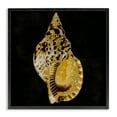thumbnail image 1 of Stupell Industries Gold Conch on Black Nautical & Beach Painting Black Framed Art Print Wall Art, 17 x 17, 1 of 2