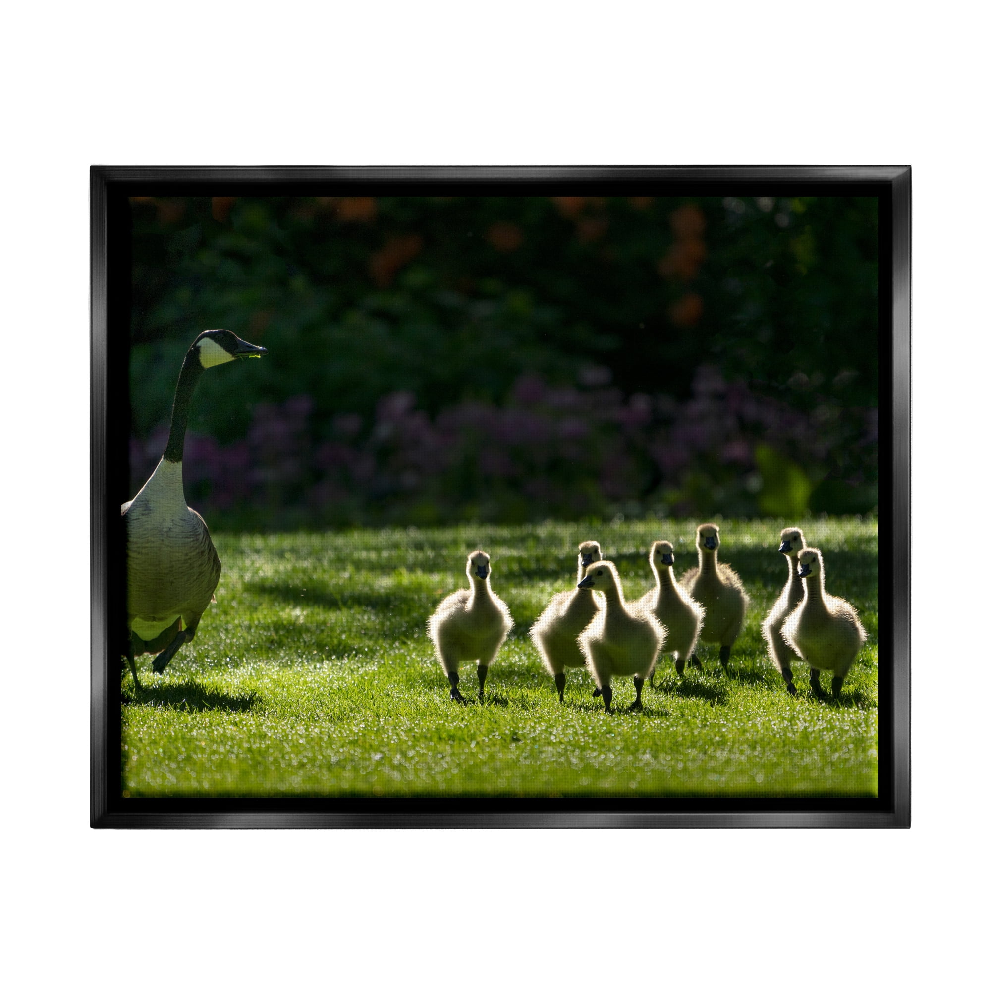 Stupell Industries Goose Family Photography Animals & Insects Photography Black Floater Framed Art Print Wall Art, 21 x 17