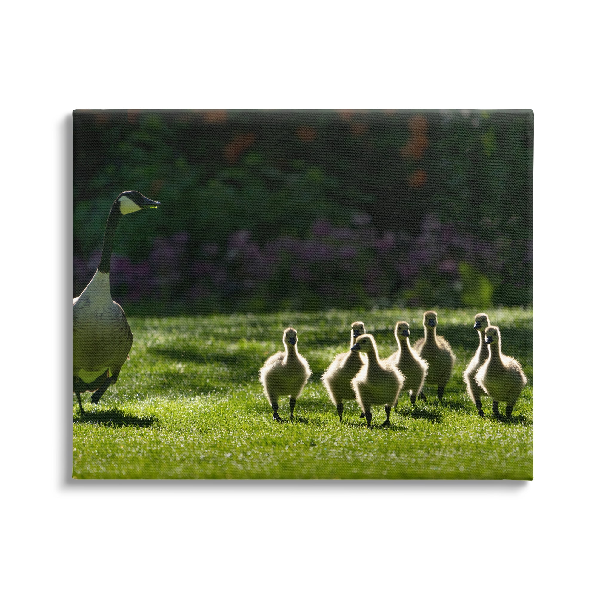 Stupell Industries Goose Family Photography Animals & Insects Photography Gallery Wrapped Canvas Print Wall Art, 48 x 36