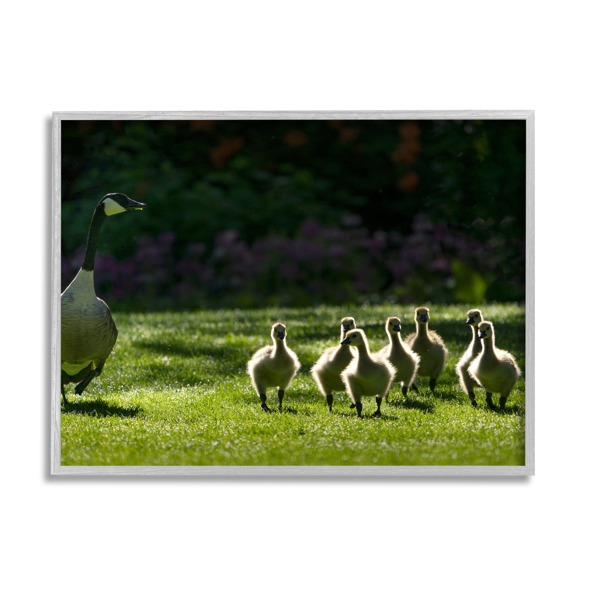 Stupell Industries Goose Family Photography Animals & Insects Photography Gray Framed Art Print Wall Art, 20 x 16