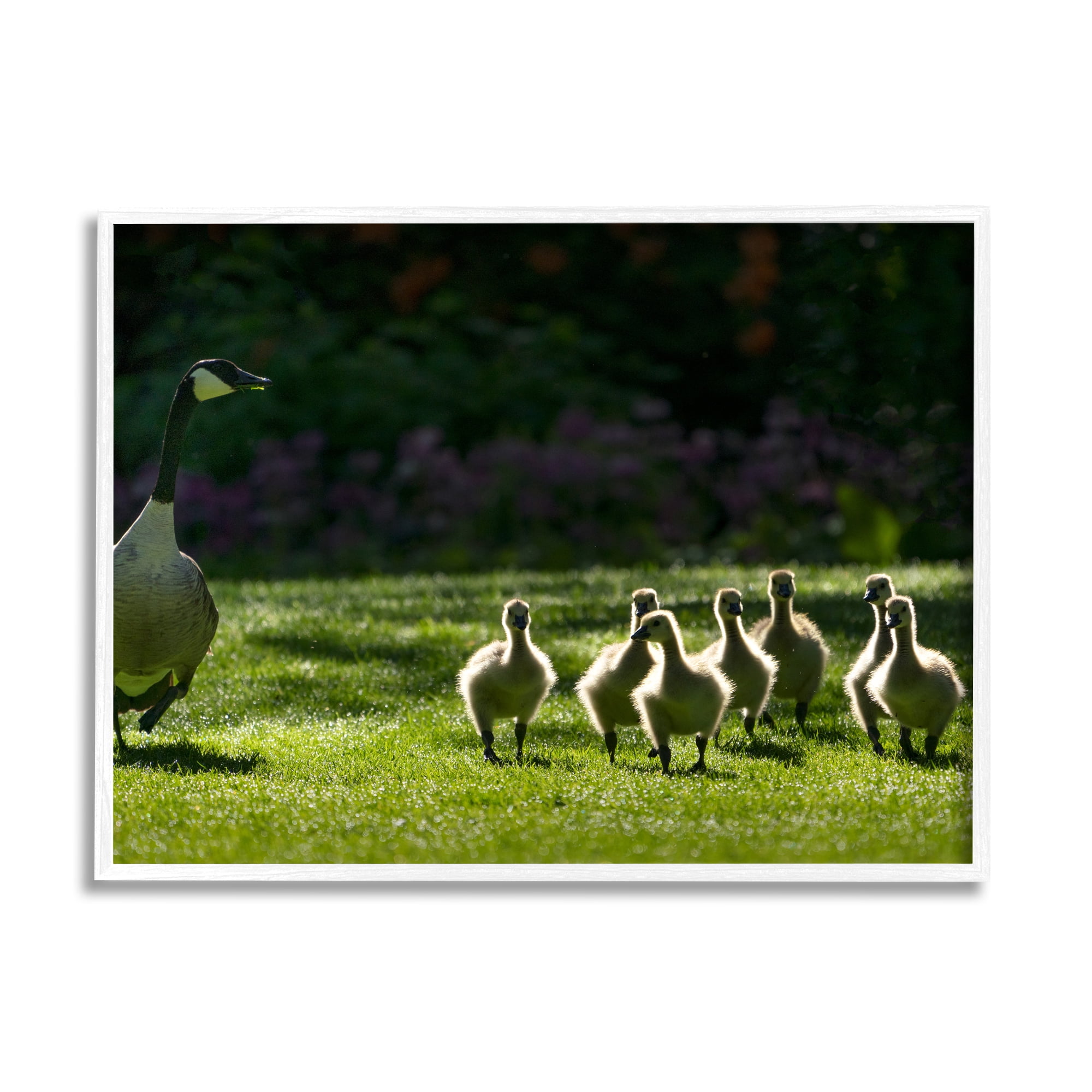 Stupell Industries Goose Family Photography Animals & Insects Photography White Framed Art Print Wall Art, 20 x 16