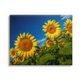 thumbnail image 1 of Stupell Industries Gorgeous Sunflower Field Summery Blue Clouds Sky Photograph Gallery Wrapped Canvas Print Wall Art, Design by Steve Smith, 1 of 7