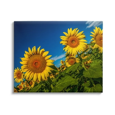 Stupell Industries Gorgeous Sunflower Field Summery Blue Clouds Sky Photograph Gallery Wrapped Canvas Print Wall Art, Design by Steve Smith