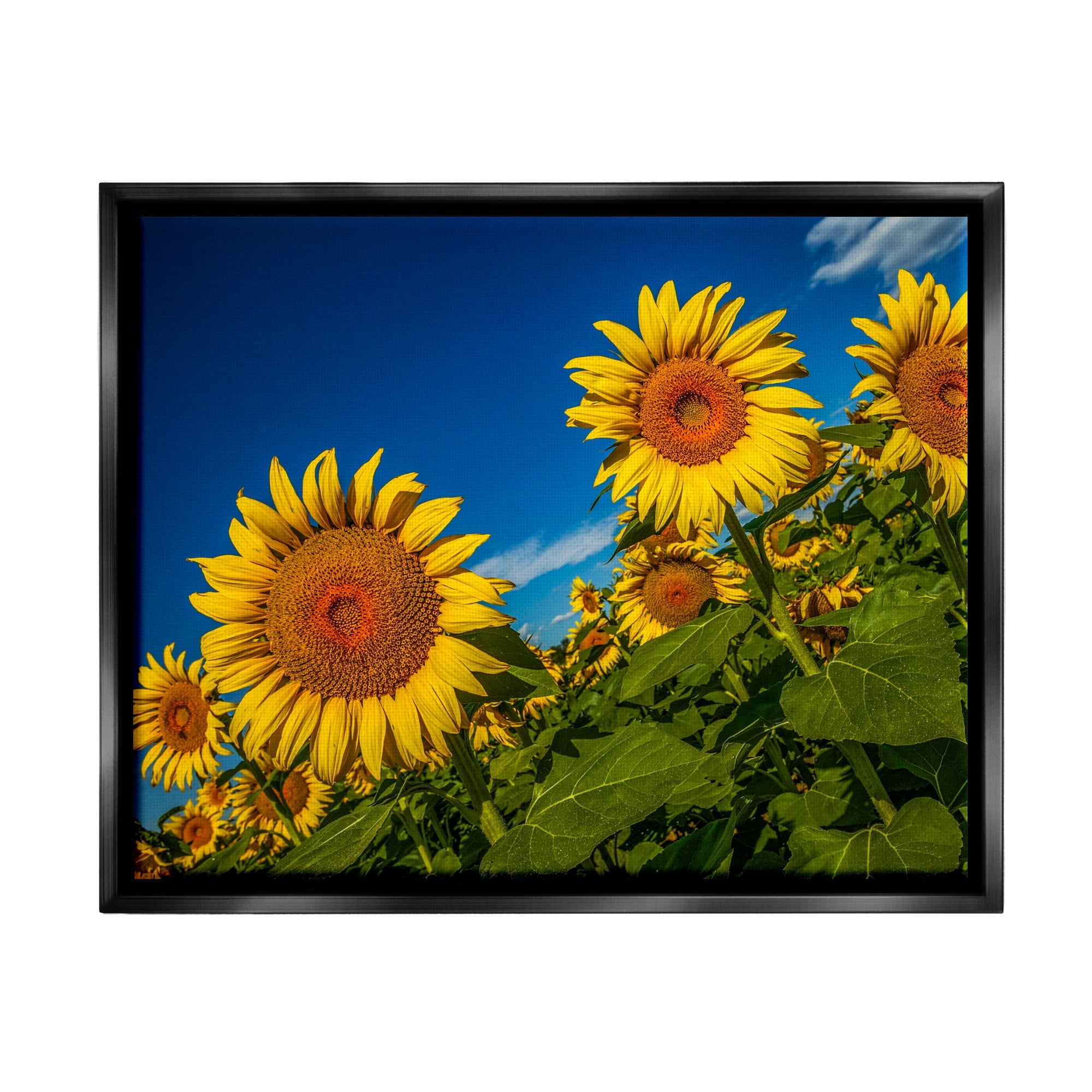 Stupell Industries Gorgeous Sunflower Field Summery Blue Clouds Sky Photograph Jet Black Floating Framed Canvas Print Wall Art, Design by Steve Smith