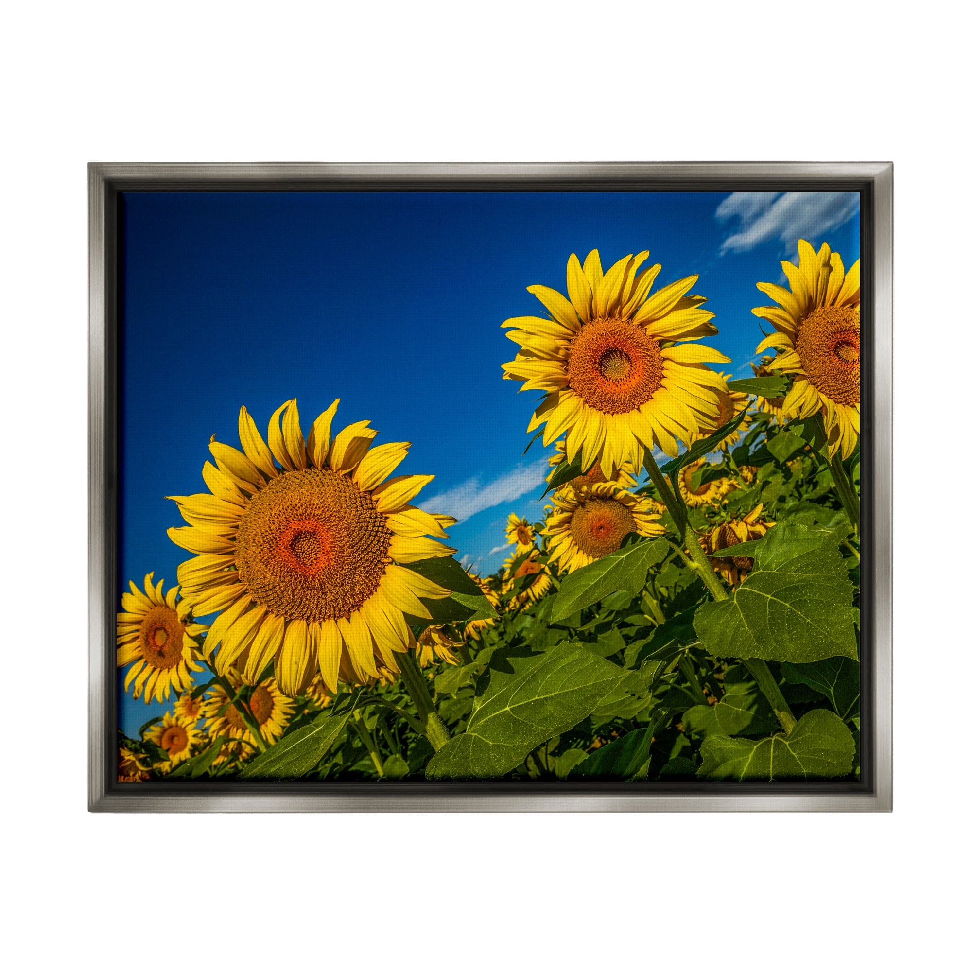 Stupell Industries Gorgeous Sunflower Field Summery Blue Clouds Sky Photograph Luster Gray Floating Framed Canvas Print Wall Art, Design by Steve Smith