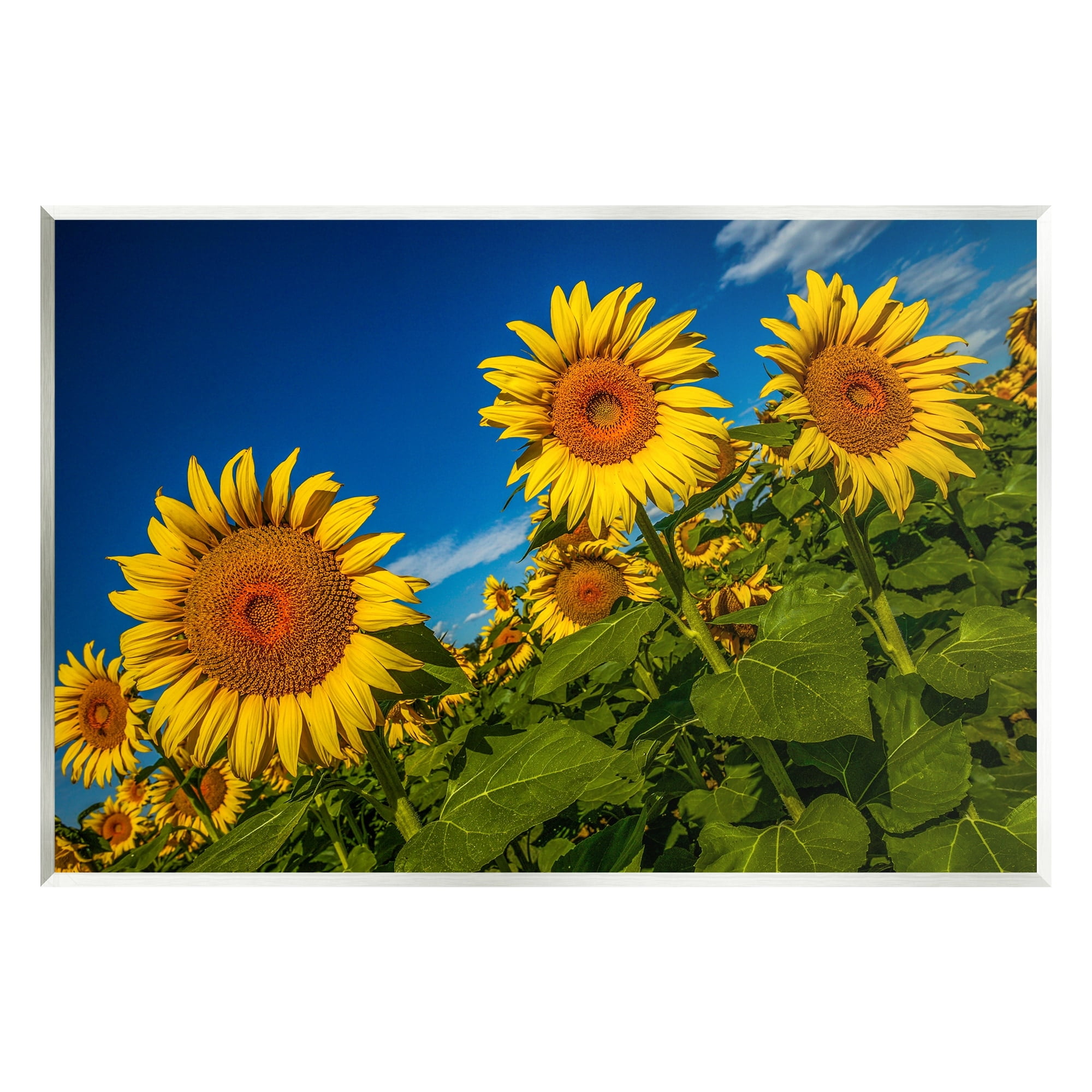 Stupell Industries Gorgeous Sunflower Field Summery Blue Clouds Sky Photograph Unframed Art Print Wall Art, Design by Steve Smith