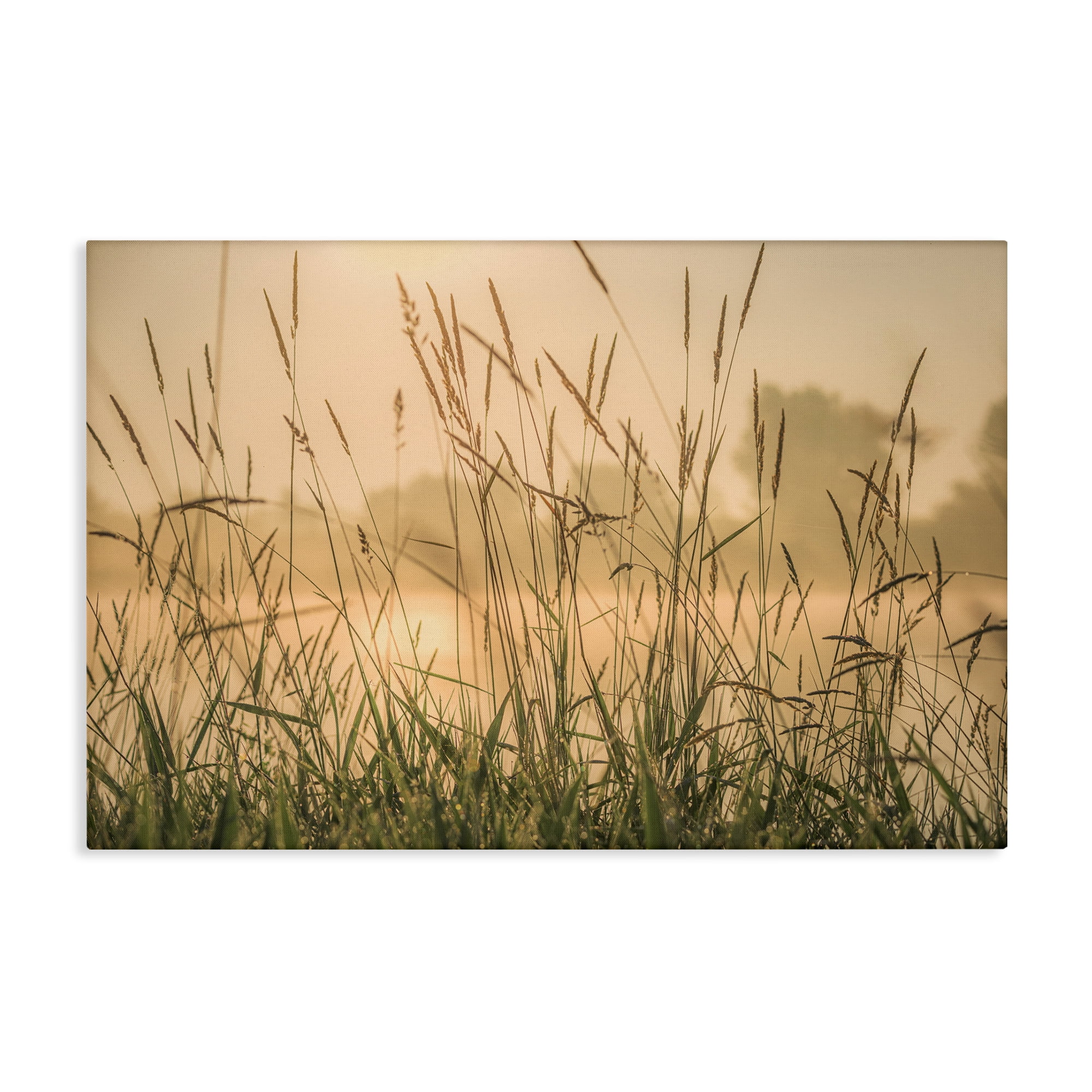 Stupell Industries Grassy Country Reeds Landscape & Nature Photography Wrapped Canvas Art Print Wall Art, 30 x 20
