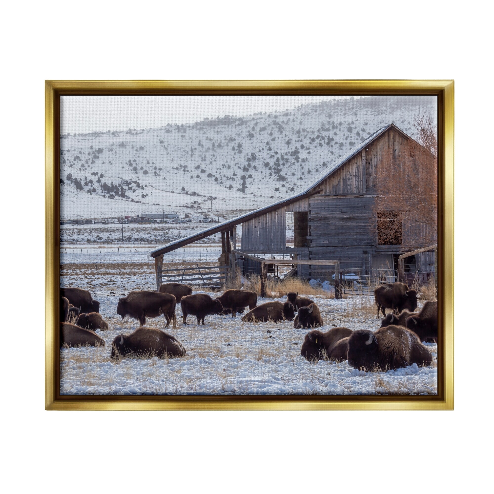 Stupell Industries Grazing Rural Bison Snowy Farmland Barn Scenery Photograph Metallic Gold Floating Framed Canvas Print Wall Art, Design by Jeff Poe Photography