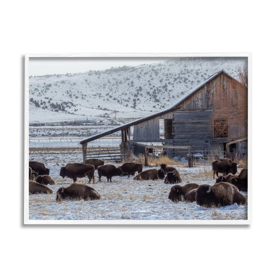 Stupell Industries Grazing Rural Bison Snowy Farmland Barn Scenery Photograph White Framed Art Print Wall Art, Design by Jeff Poe Photography