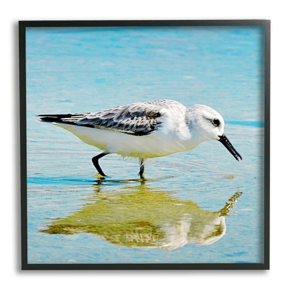 Stupell Industries Grazing Sandpiper in Water Animals & Insects Photography Black Framed Art Print Wall Art, 12 x 12
