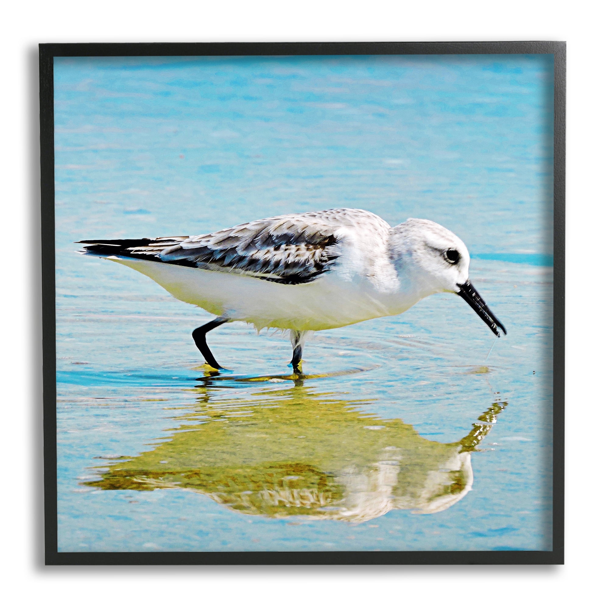 Stupell Industries Grazing Sandpiper in Water Animals & Insects Photography Black Framed Art Print Wall Art, 17 x 17
