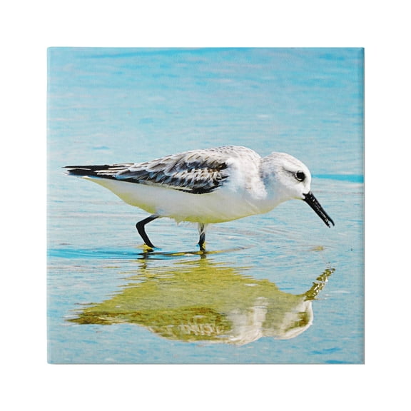 Stupell Industries Grazing Sandpiper in Water Animals & Insects Photography Gallery Wrapped Canvas Print Wall Art, 17 x 17