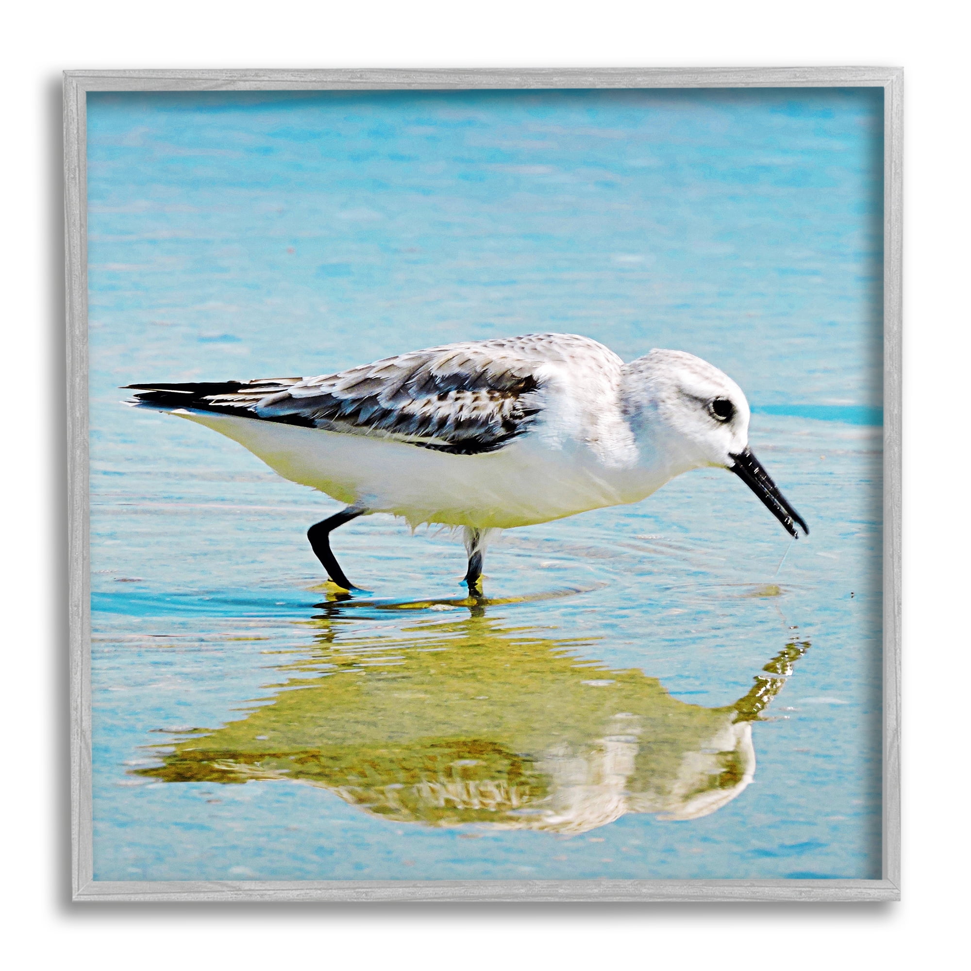 Stupell Industries Grazing Sandpiper in Water Animals & Insects Photography Gray Framed Art Print Wall Art, 17 x 17
