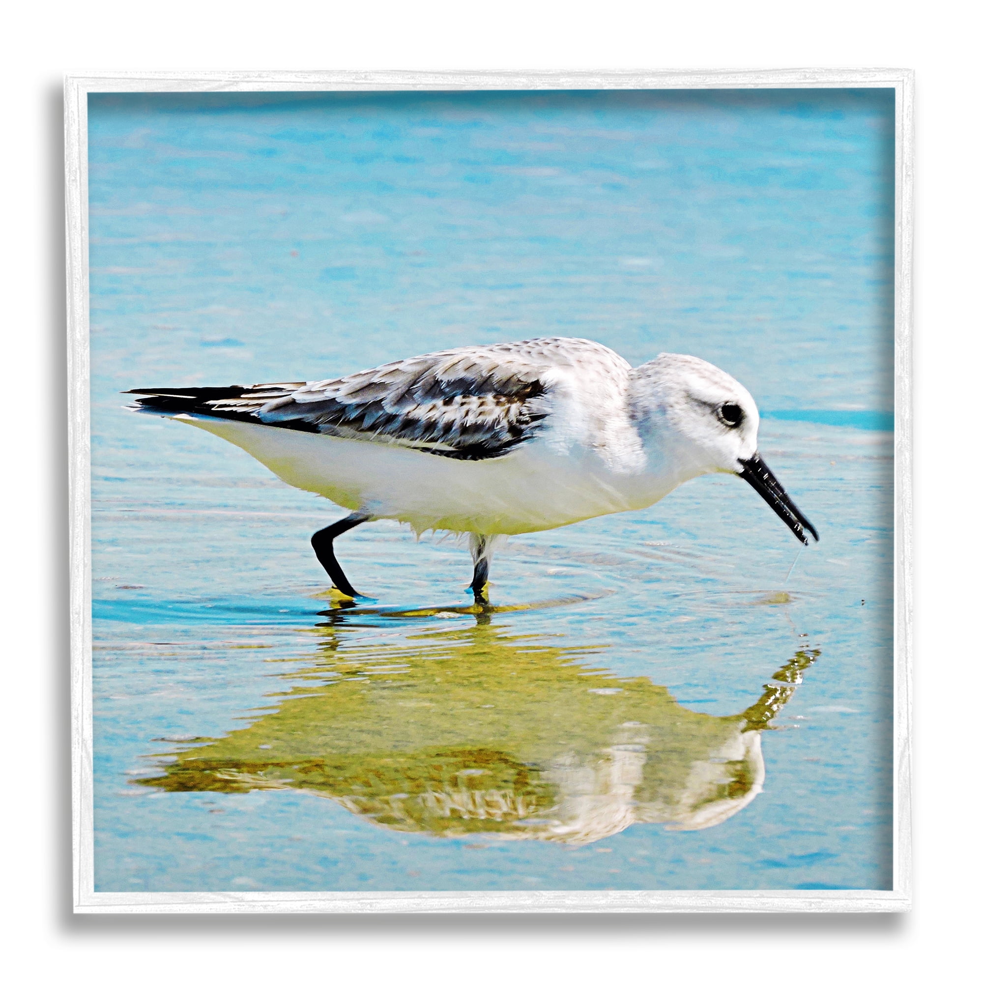 Stupell Industries Grazing Sandpiper in Water Animals & Insects Photography White Framed Art Print Wall Art, 17 x 17
