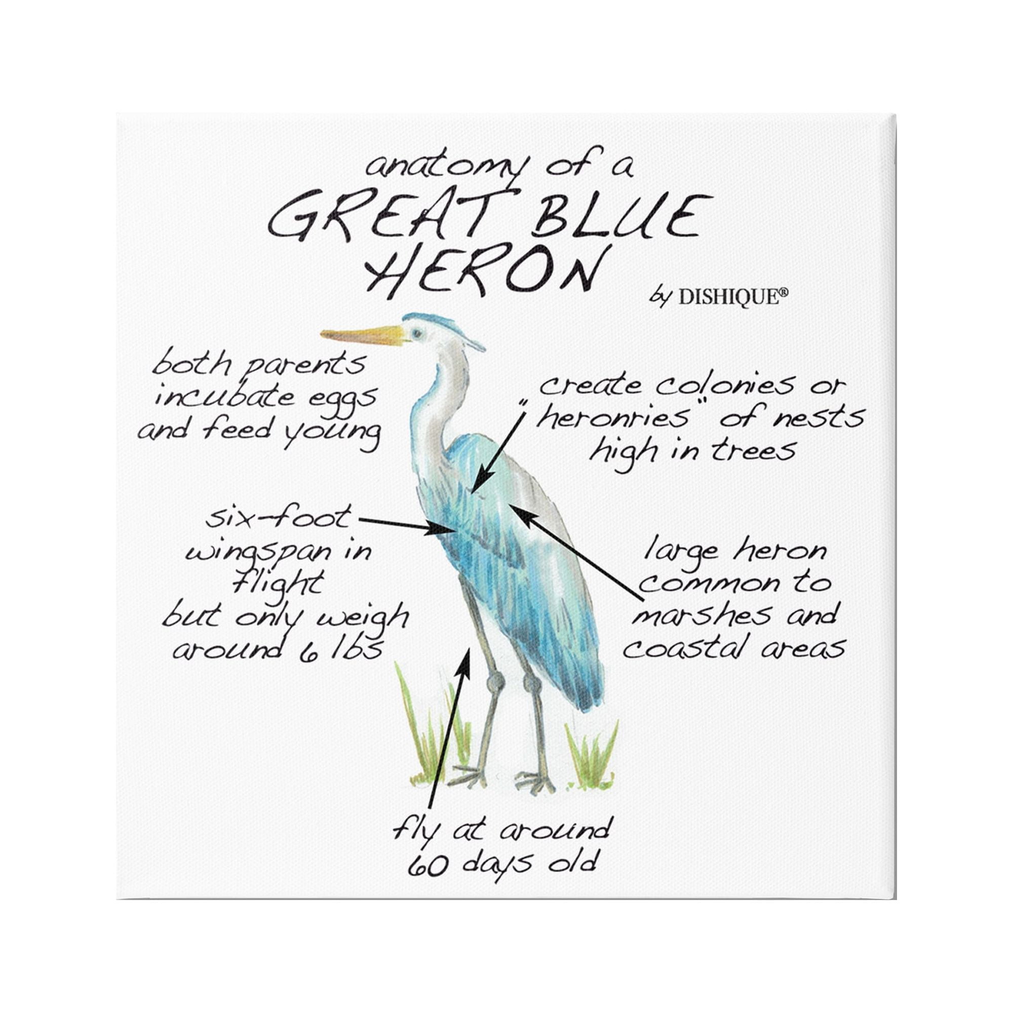 Stupell Industries Great Blue Heron Bird Learning Diagram Wildlife Facts Graphic Art Gallery Wrapped Canvas Print Wall Art, Design by Dishique