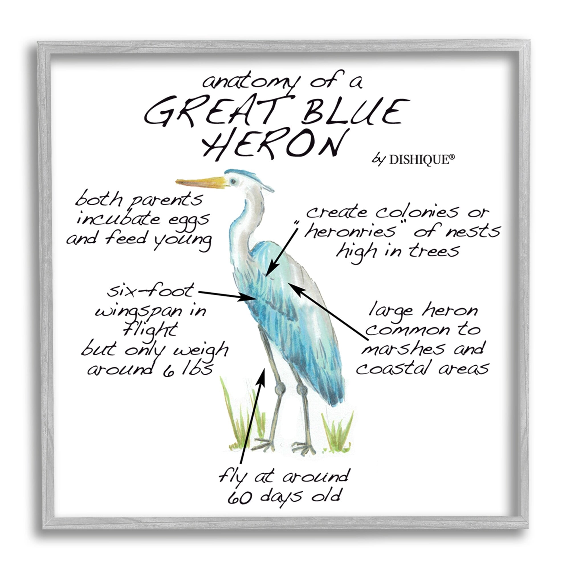 Stupell Industries Great Blue Heron Bird Learning Diagram Wildlife Facts Graphic Art Gray Framed Art Print Wall Art, Design by Dishique