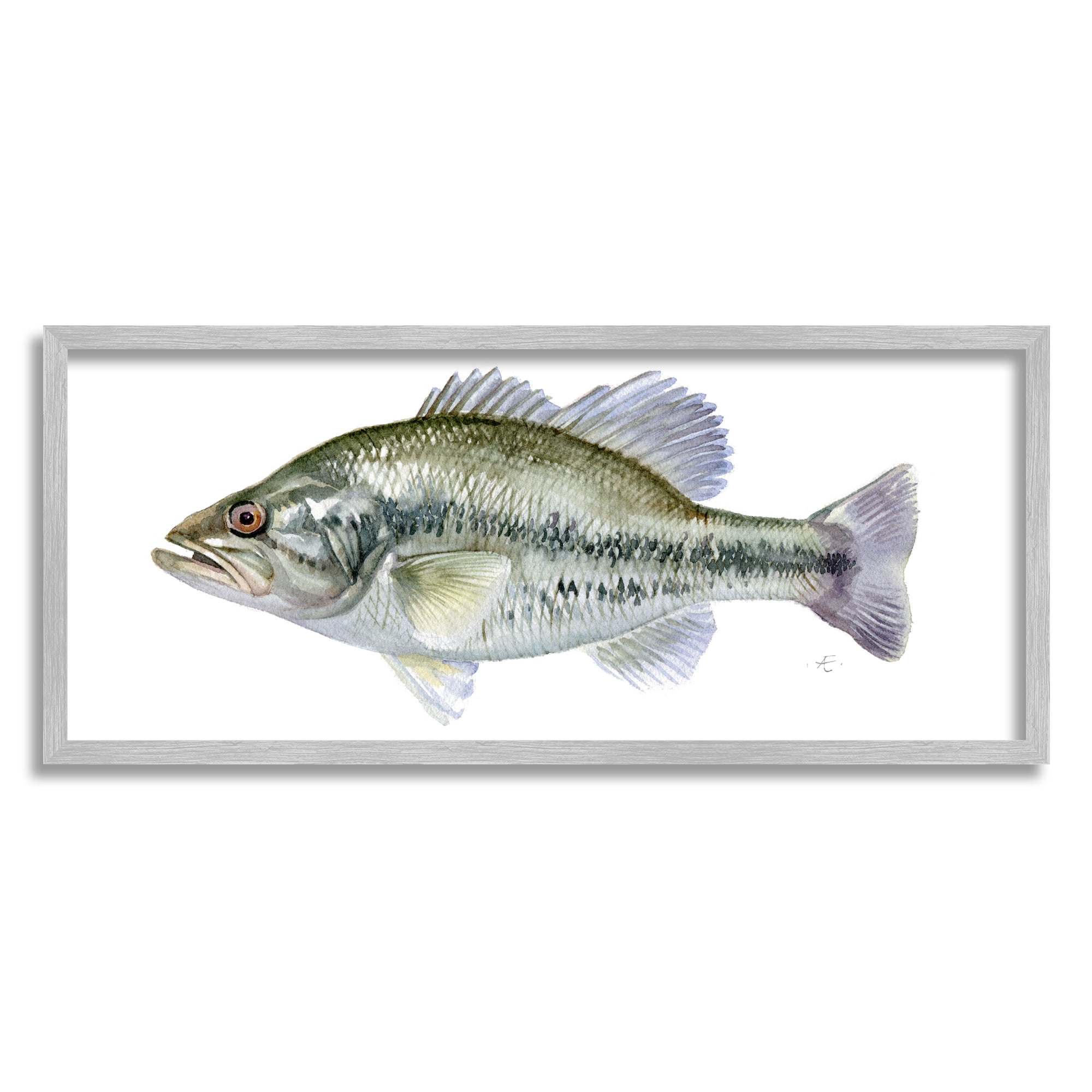 Stupell Industries Green Blue Bass Fish Modern Watercolor over White Animals & Insects Painting Gray Framed Art Print Wall Art, 10 x 24