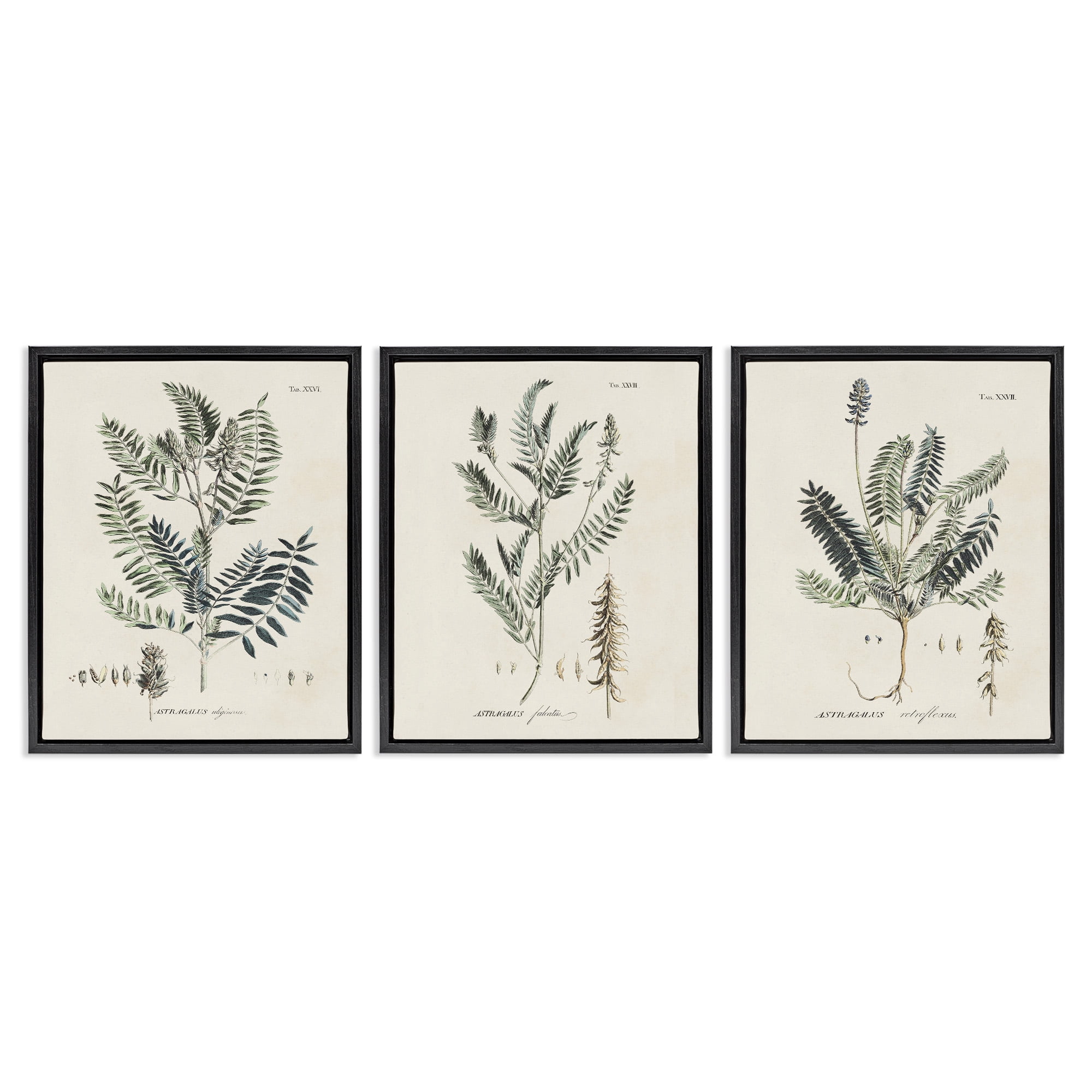 Stupell Industries Green Botanical Latin Study Botanical & Floral Drawing Black Floater Framed Canvas Art Print Wall Art, 17 x 21, Set of 3