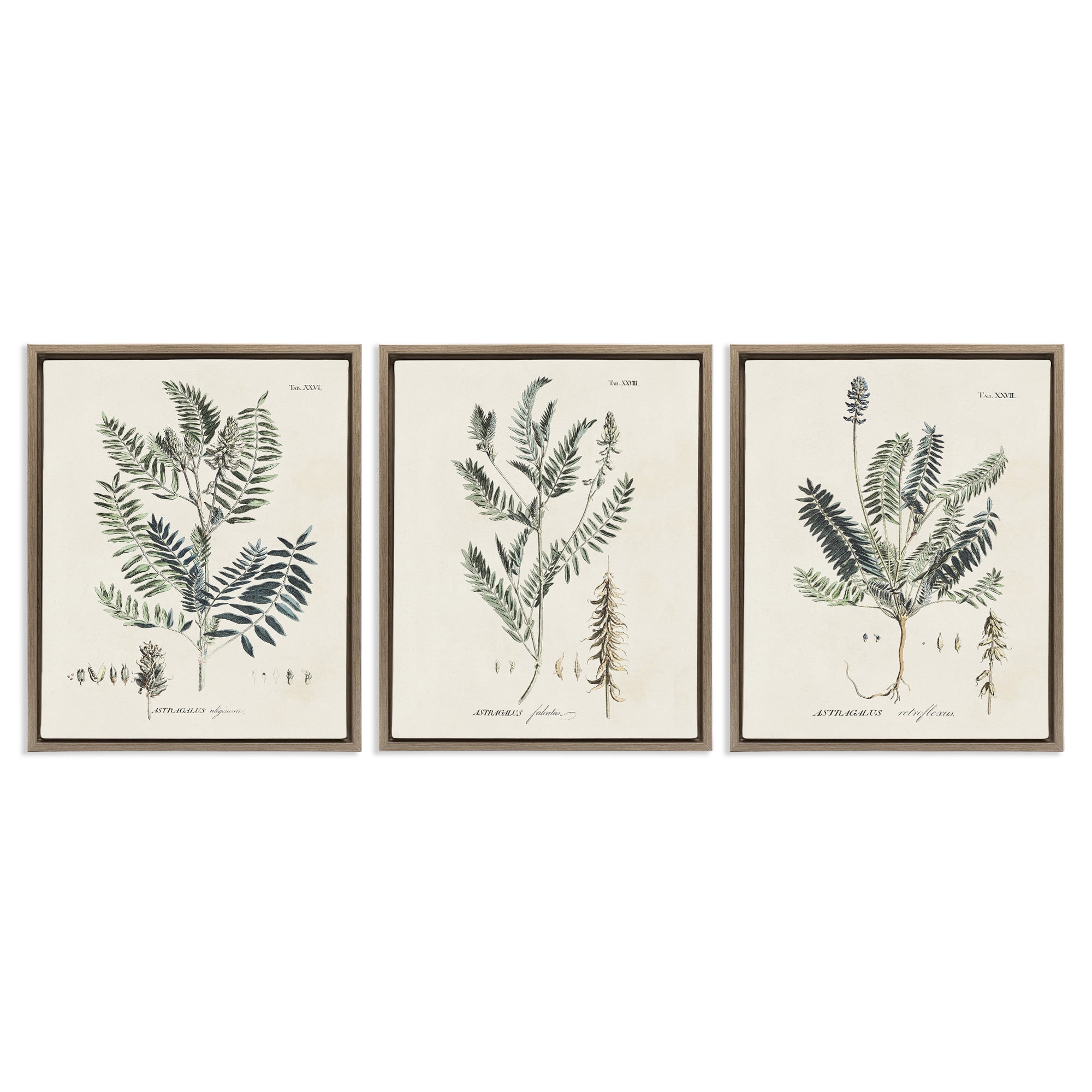 Stupell Industries Green Botanical Latin Study Botanical & Floral Drawing Brown Floater Framed Canvas Art Print Wall Art, 17 x 21, Set of 3