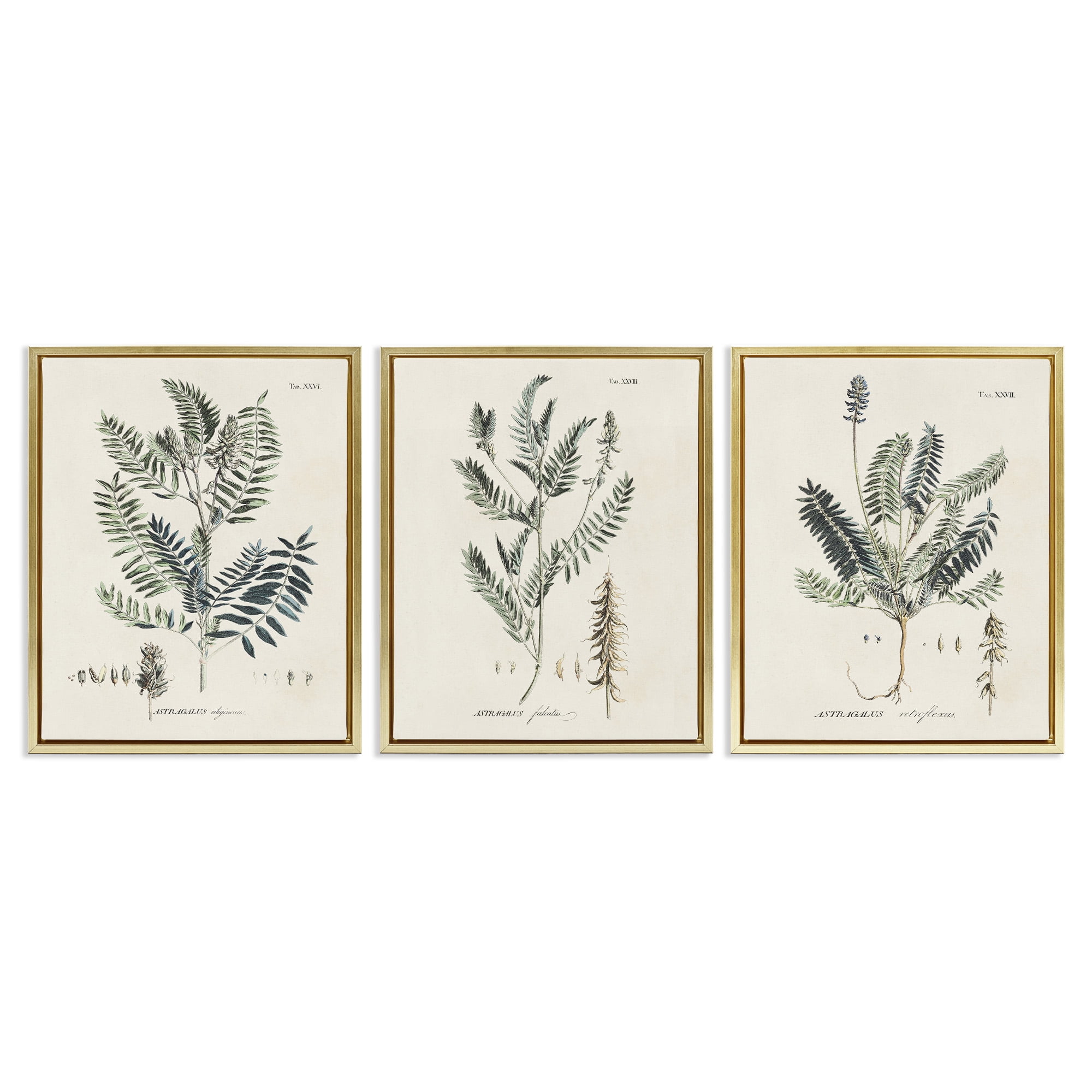 Stupell Industries Green Botanical Latin Study Botanical & Floral Drawing Gold Floater Framed Canvas Art Print Wall Art, 17 x 21, Set of 3