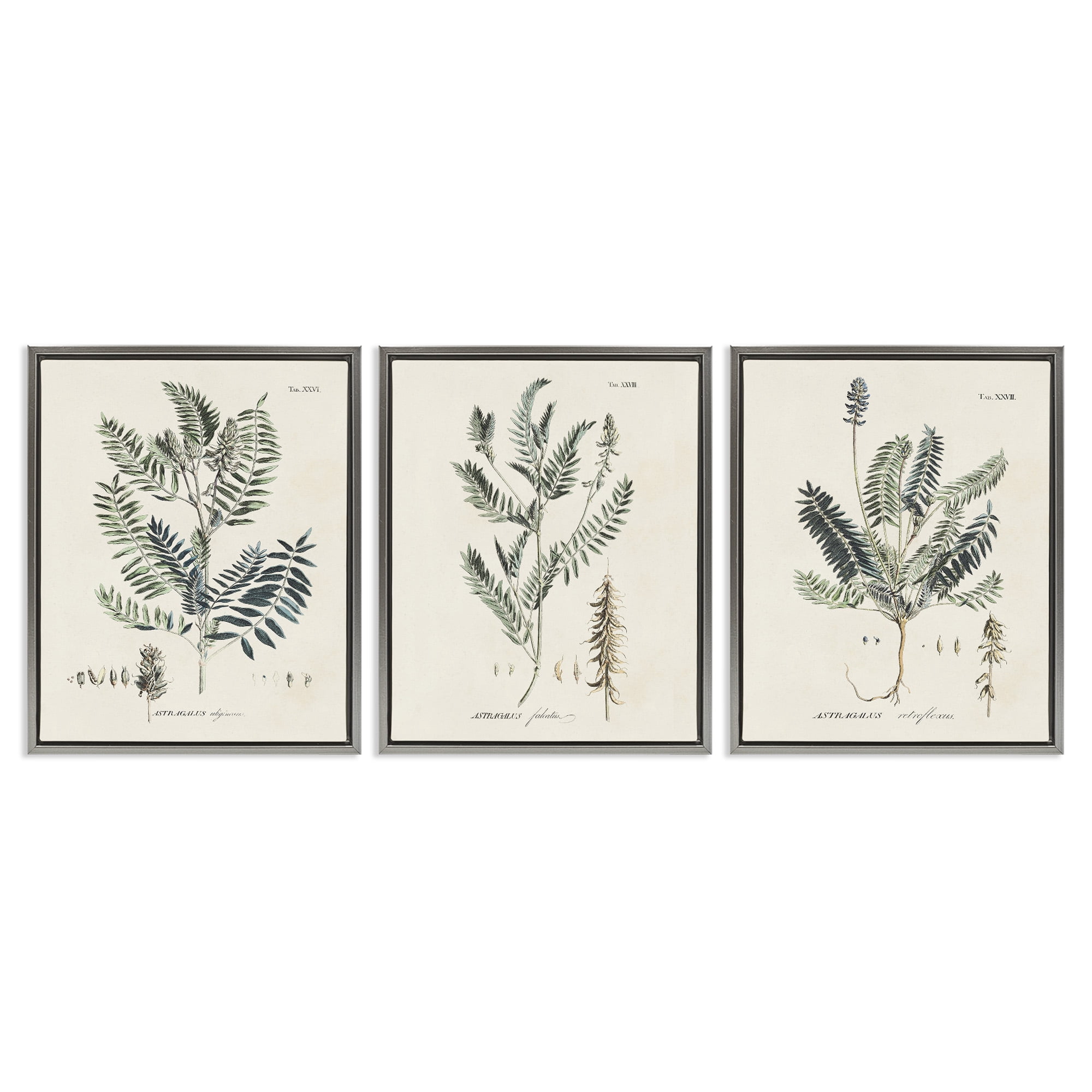 Stupell Industries Green Botanical Latin Study Botanical & Floral Drawing Gray Floater Framed Canvas Art Print Wall Art, 17 x 21, Set of 3