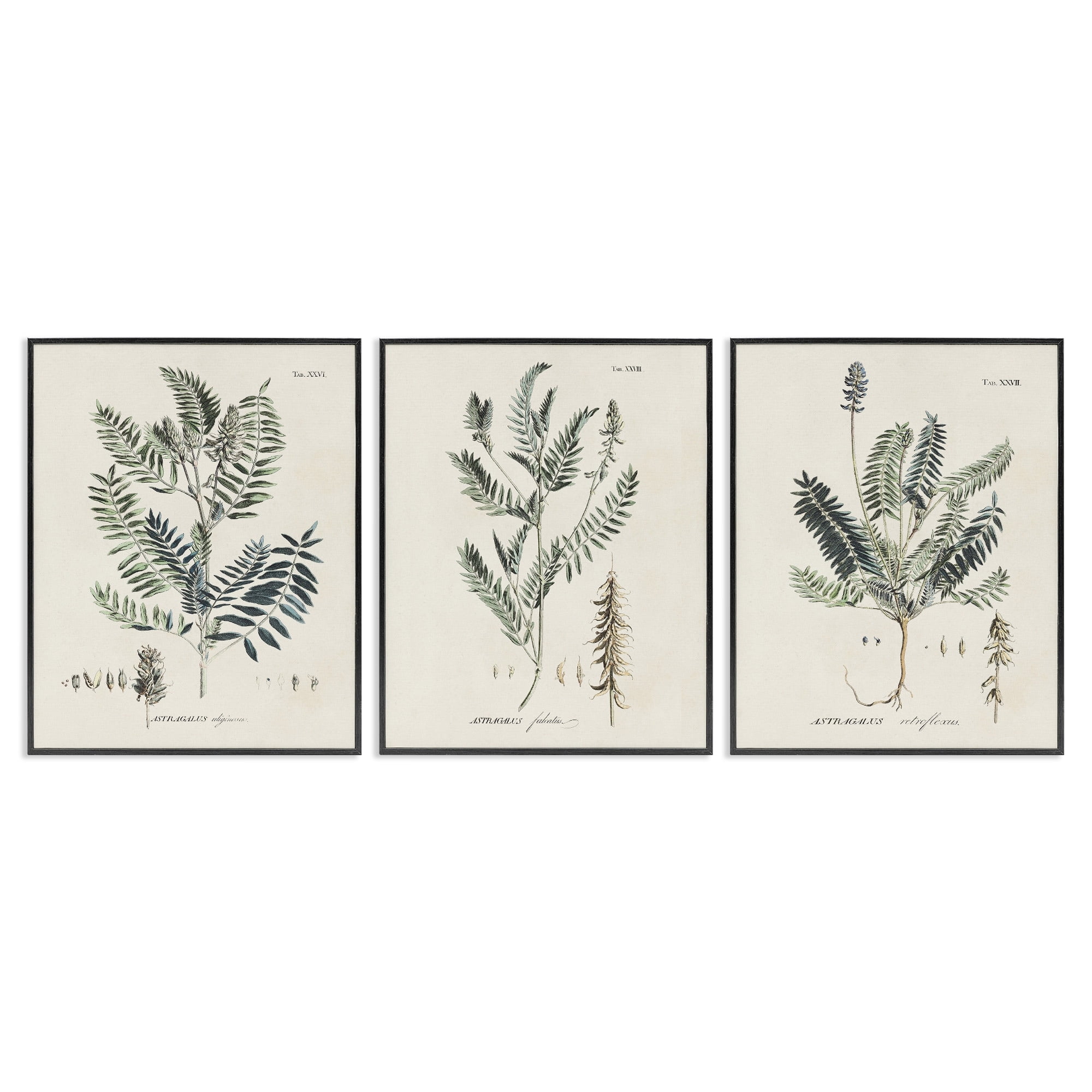 Stupell Industries Green Botanical Latin Study Vintage Herb Motif Diagram Framed Wall Art, 11 x 14, Design by Martini