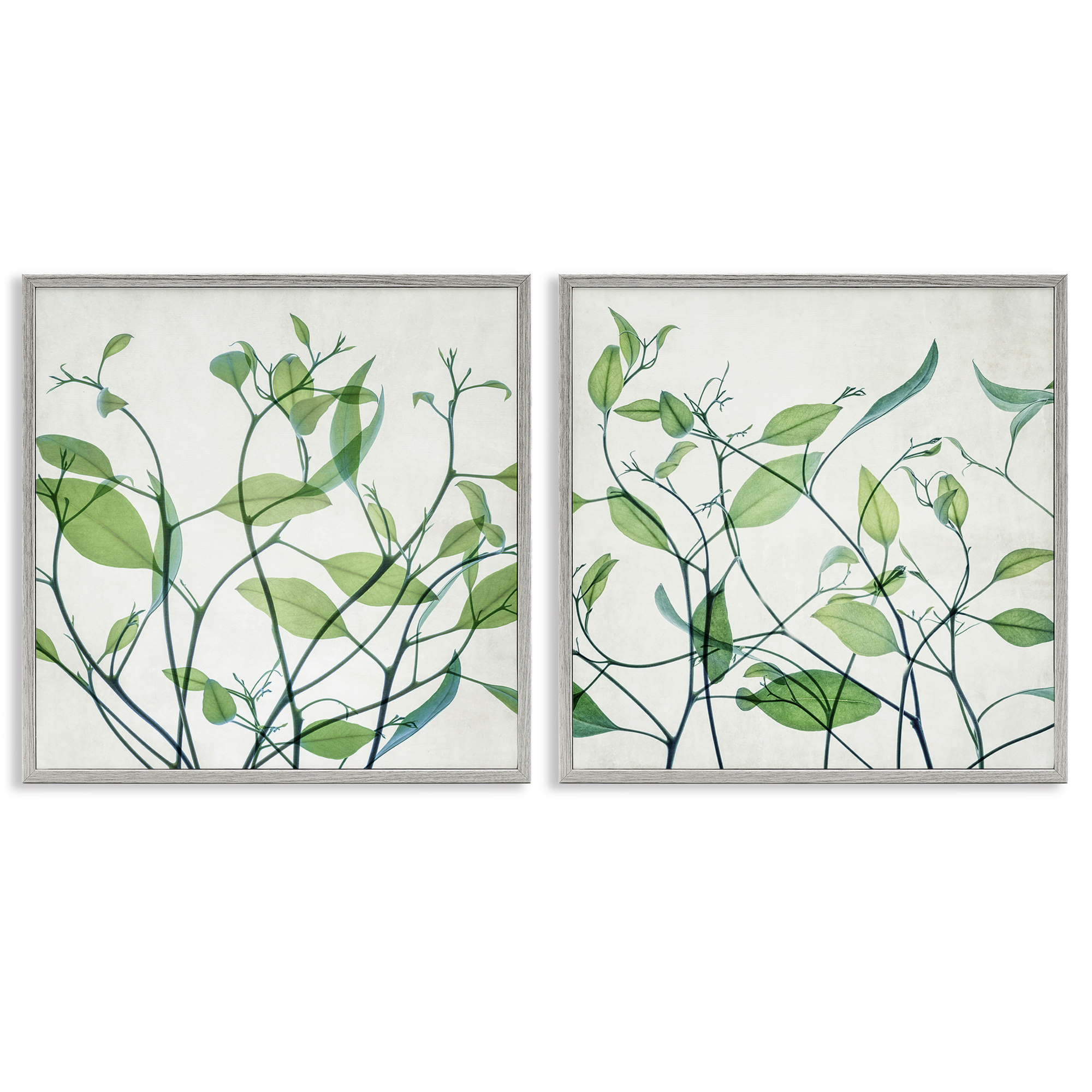 Stupell Industries Green Botanical Leaves Xray Plants & Flowers Painting Gray Framed Art Print Wall Art, 17 x 17, Set of 2
