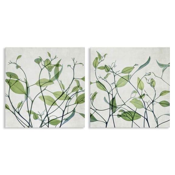 Stupell Industries Green Botanical Leaves Xray Plants & Flowers Painting Wrapped Canvas Art Print Wall Art, 17 x 17, Set of 2