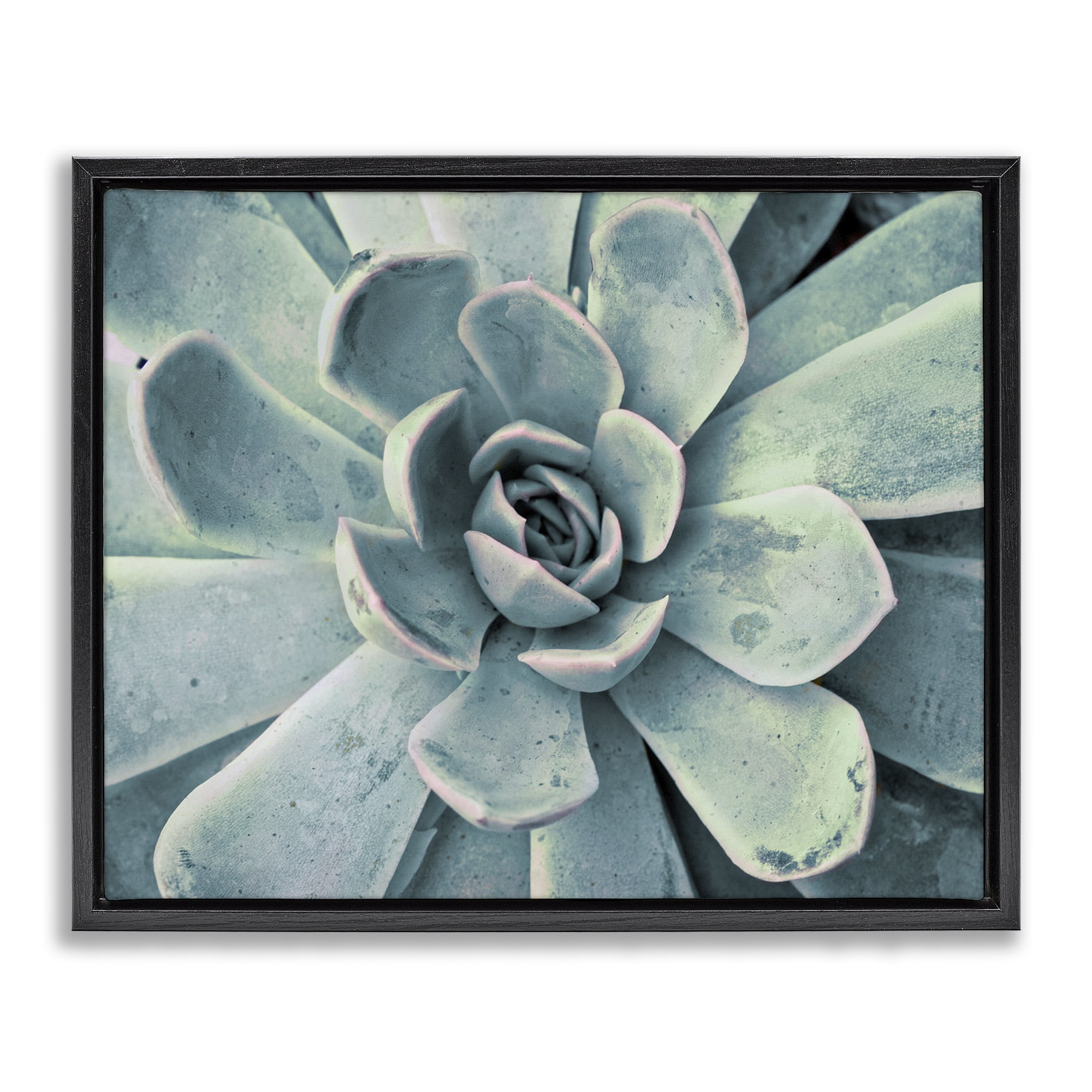 Stupell Industries Green Cactus Succulent Botanical & Floral Photography Black Floater Framed Canvas Art Print Wall Art, 31 x 25
