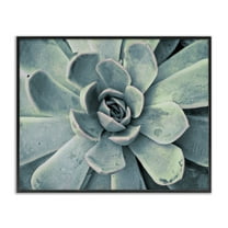 Stupell Industries Green Cactus Succulent Botanical & Floral Photography Black Framed Art Print Wall Art, 14 x 11