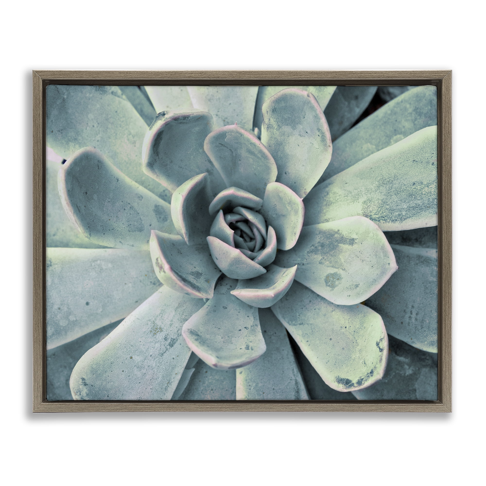 Stupell Industries Green Cactus Succulent Botanical & Floral Photography Brown Floater Framed Canvas Art Print Wall Art, 21 x 17