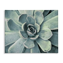 Stupell Industries Green Cactus Succulent Botanical & Floral Photography Gallery Wrapped Canvas Art Print Wall Art, 20 x 16