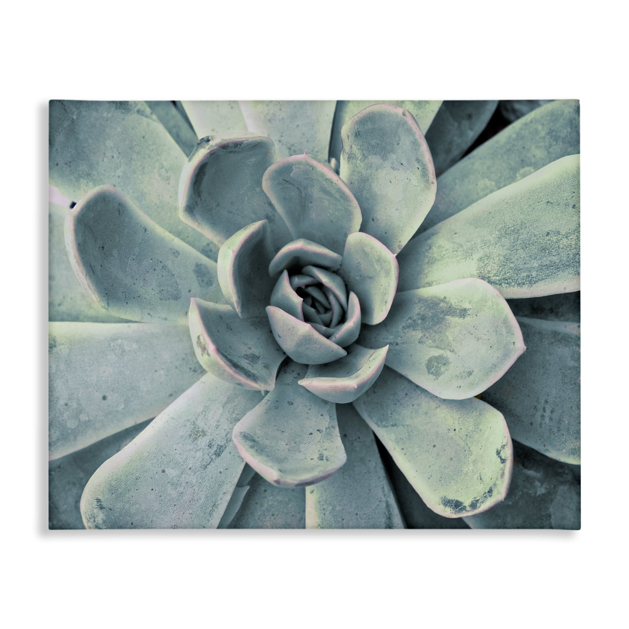 Stupell Industries Green Cactus Succulent Botanical & Floral Photography Gallery Wrapped Canvas Art Print Wall Art, 30 x 24