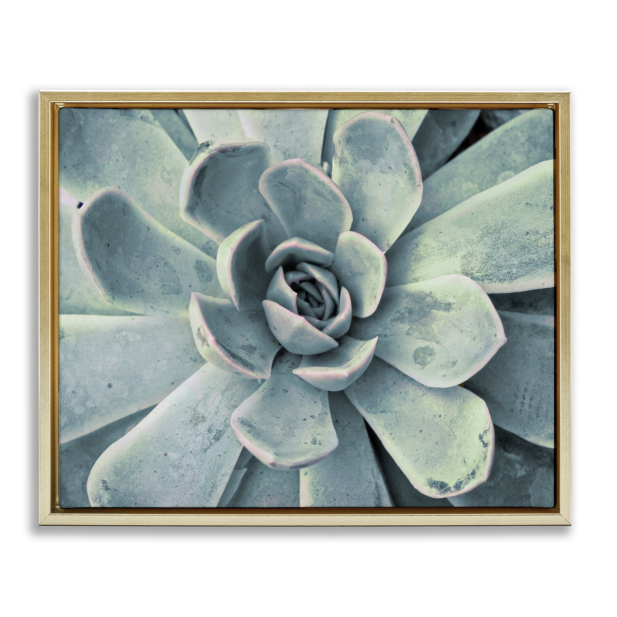 Stupell Industries Green Cactus Succulent Botanical & Floral Photography Gold Floater Framed Canvas Art Print Wall Art, 31 x 25