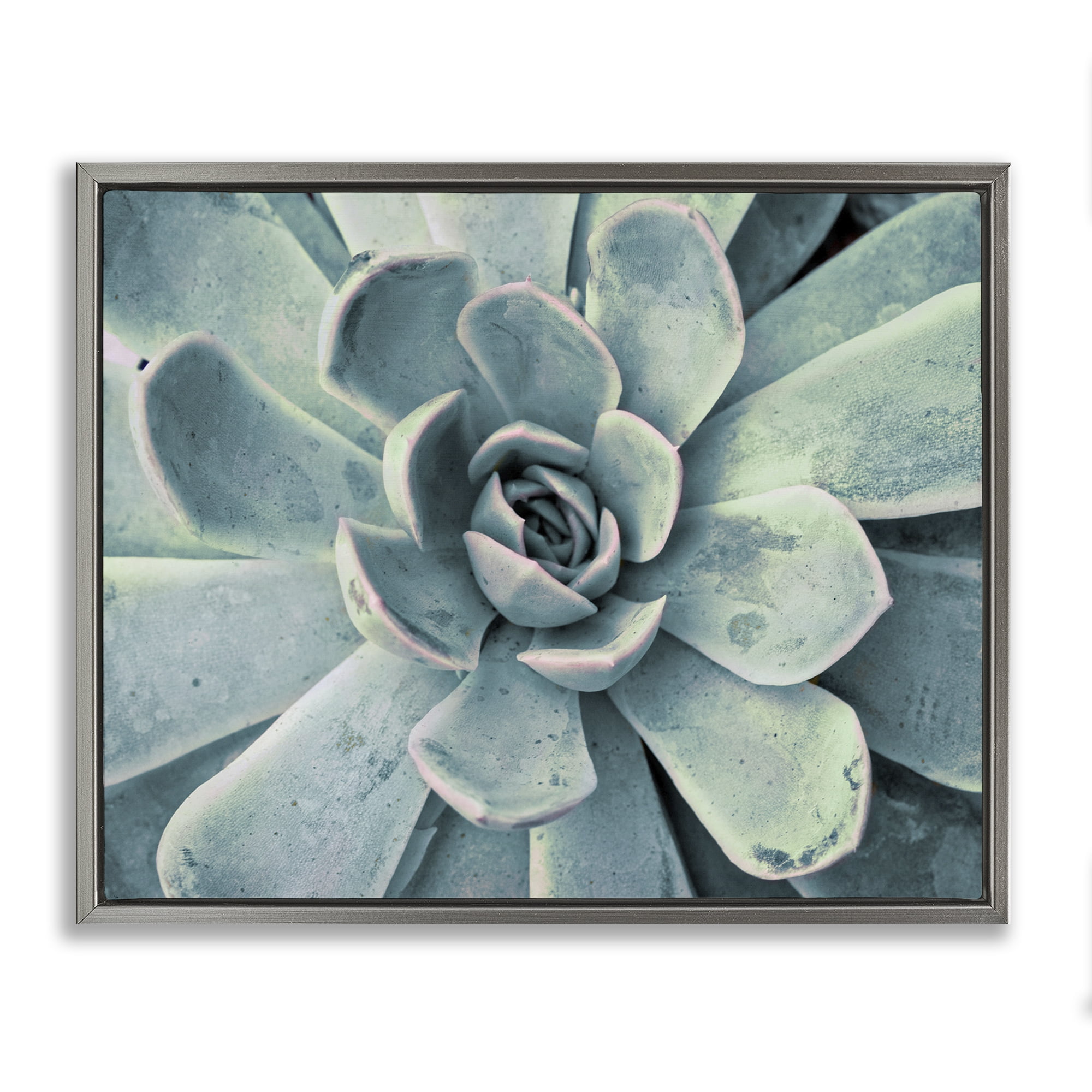 Stupell Industries Green Cactus Succulent Botanical & Floral Photography Gray Floater Framed Canvas Art Print Wall Art, 21 x 17