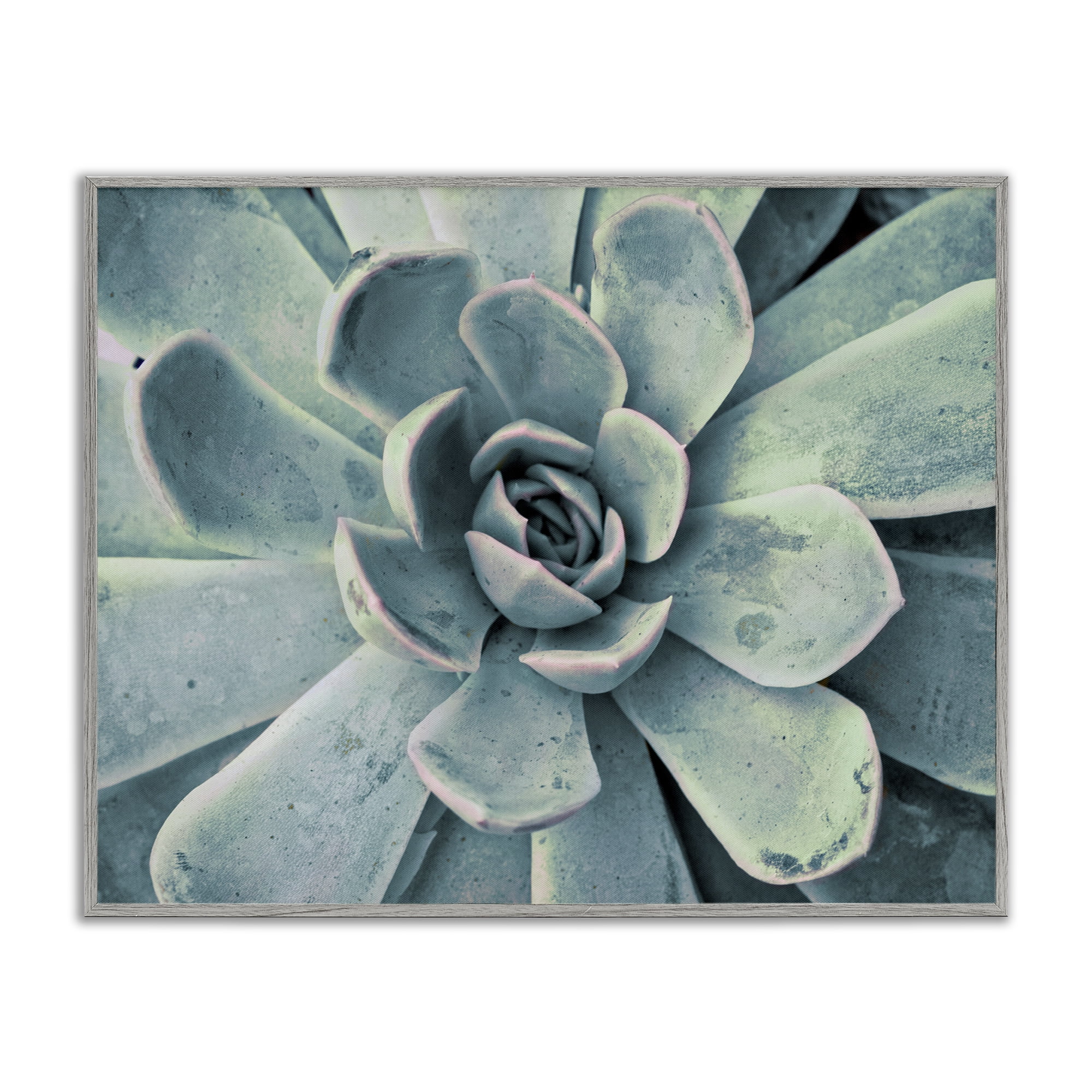 Stupell Industries Green Cactus Succulent Botanical & Floral Photography Gray Framed Art Print Wall Art, 14 x 11