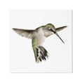 thumbnail image 1 of Stupell Industries Green Hummingbird Hovering Wings Flying Bird Beak Graphic Art Gallery Wrapped Canvas Print Wall Art, Design by Studio Q, 1 of 5