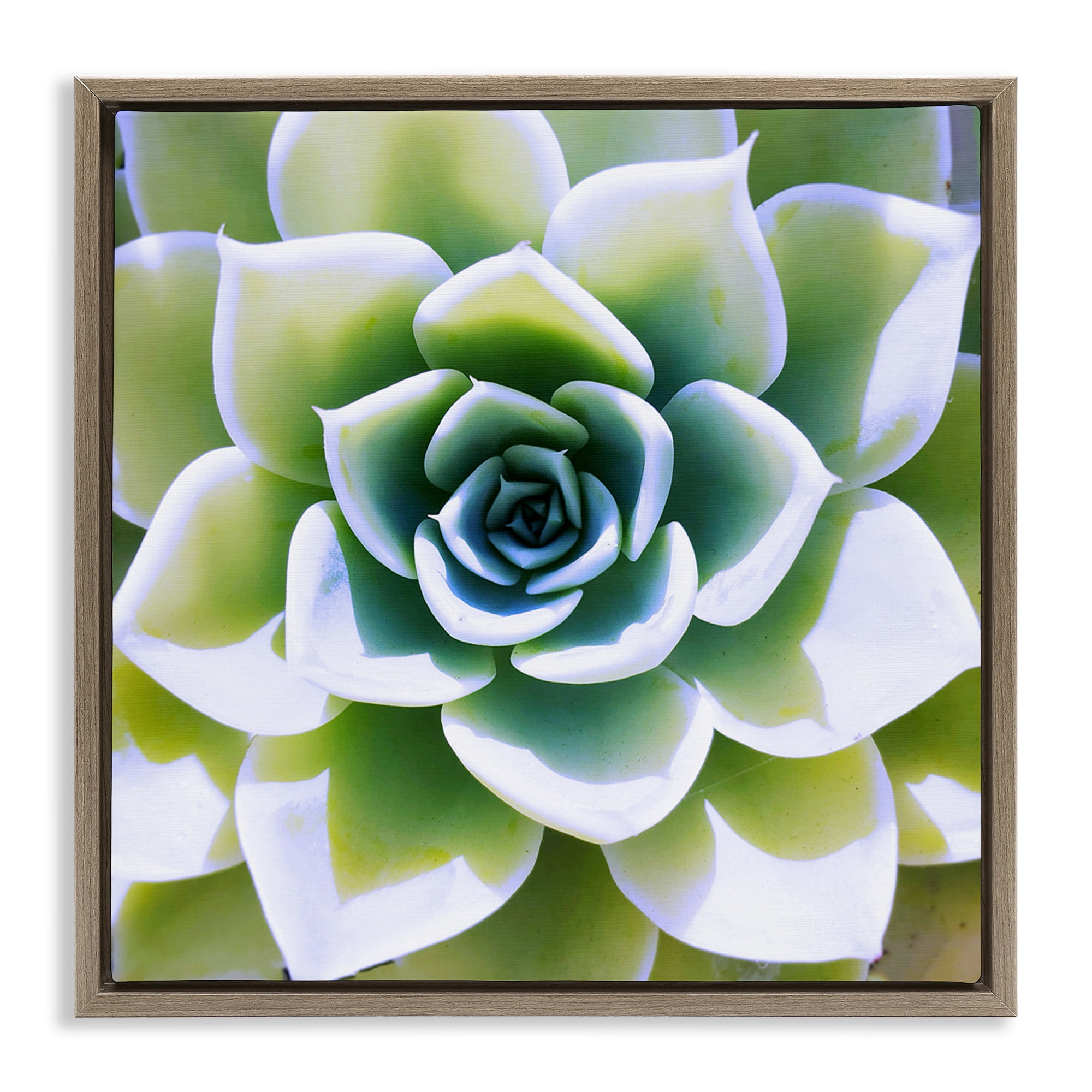 Stupell Industries Green Succulent Nature Close Up Botanical & Floral Photography Brown Floater Framed Canvas Art Print Wall Art, 25 x 25