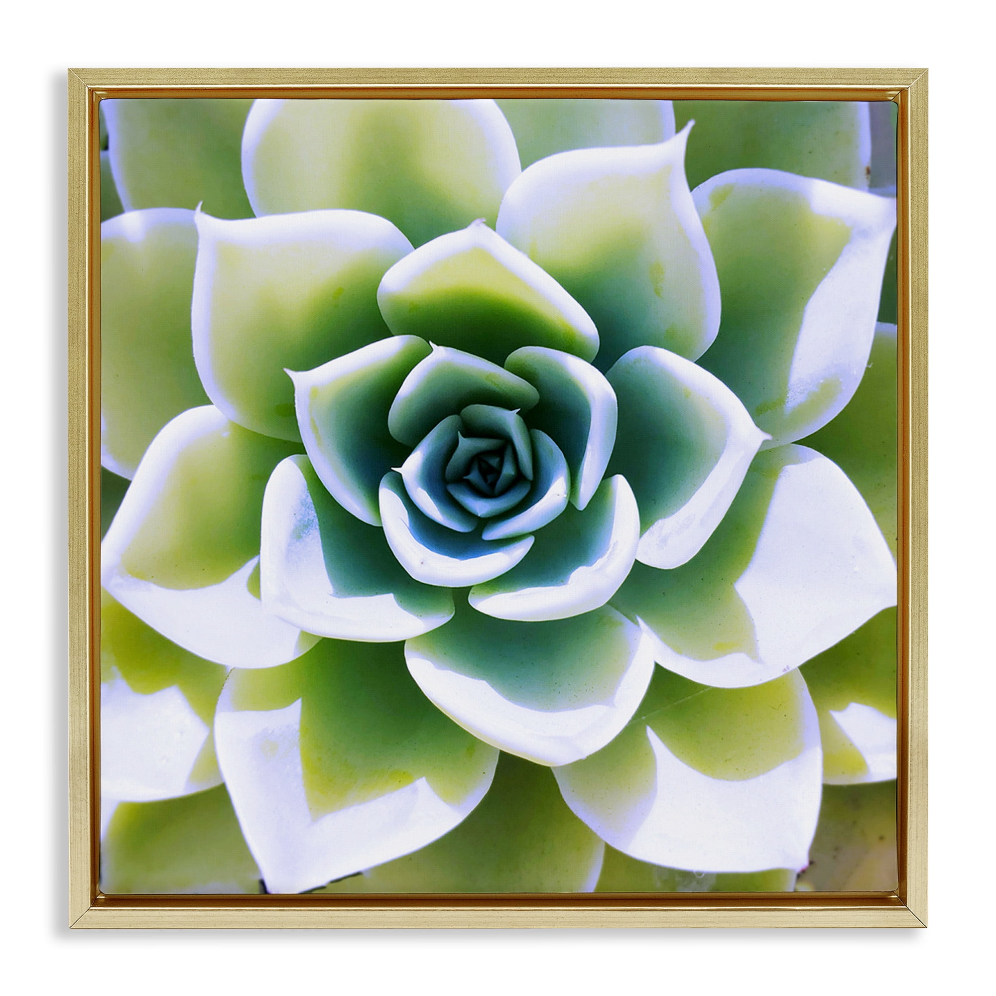 Stupell Industries Green Succulent Nature Close Up Botanical & Floral Photography Gold Floater Framed Canvas Art Print Wall Art, 18 x 18