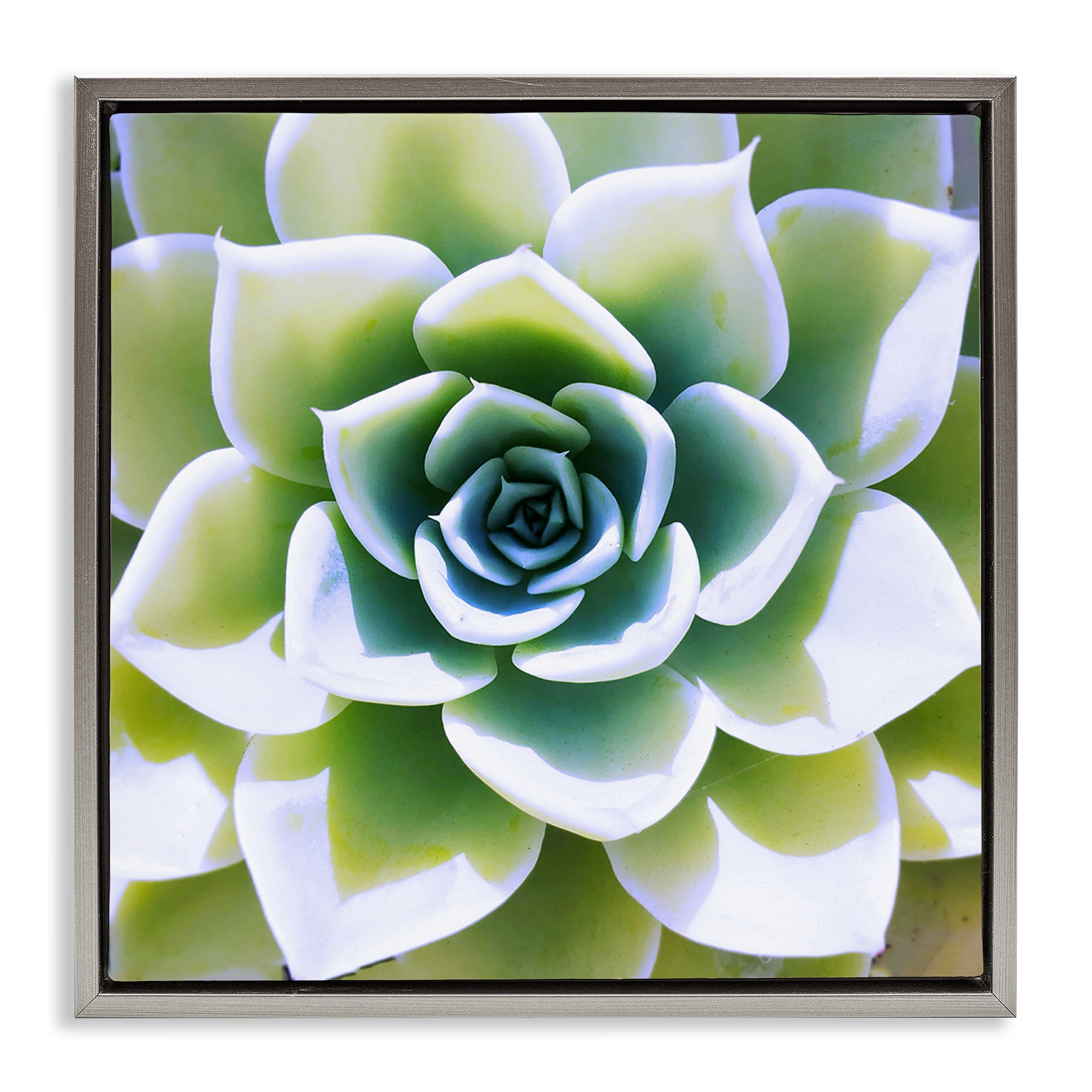 Stupell Industries Green Succulent Nature Close Up Botanical & Floral Photography Gray Floater Framed Canvas Art Print Wall Art, 25 x 25