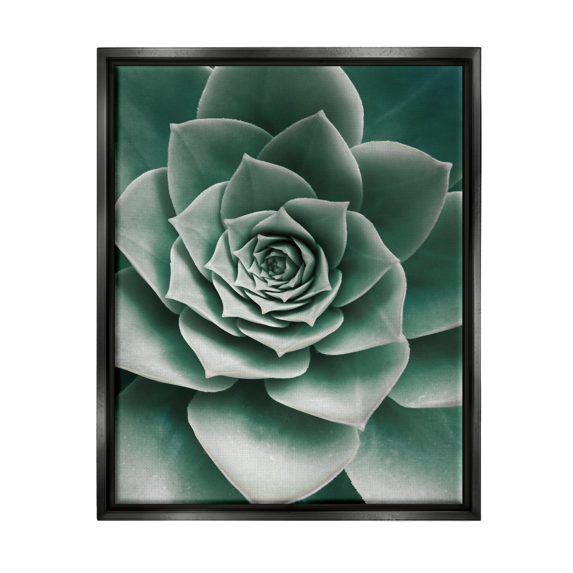 Stupell Industries Green Succulent Photography Botanical & Floral Photography Black Floater Framed Art Print Wall Art, 25 x 31