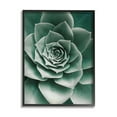 thumbnail image 1 of Stupell Industries Green Succulent Photography Botanical & Floral Photography Black Framed Art Print Wall Art, 11 x 14, 1 of 8
