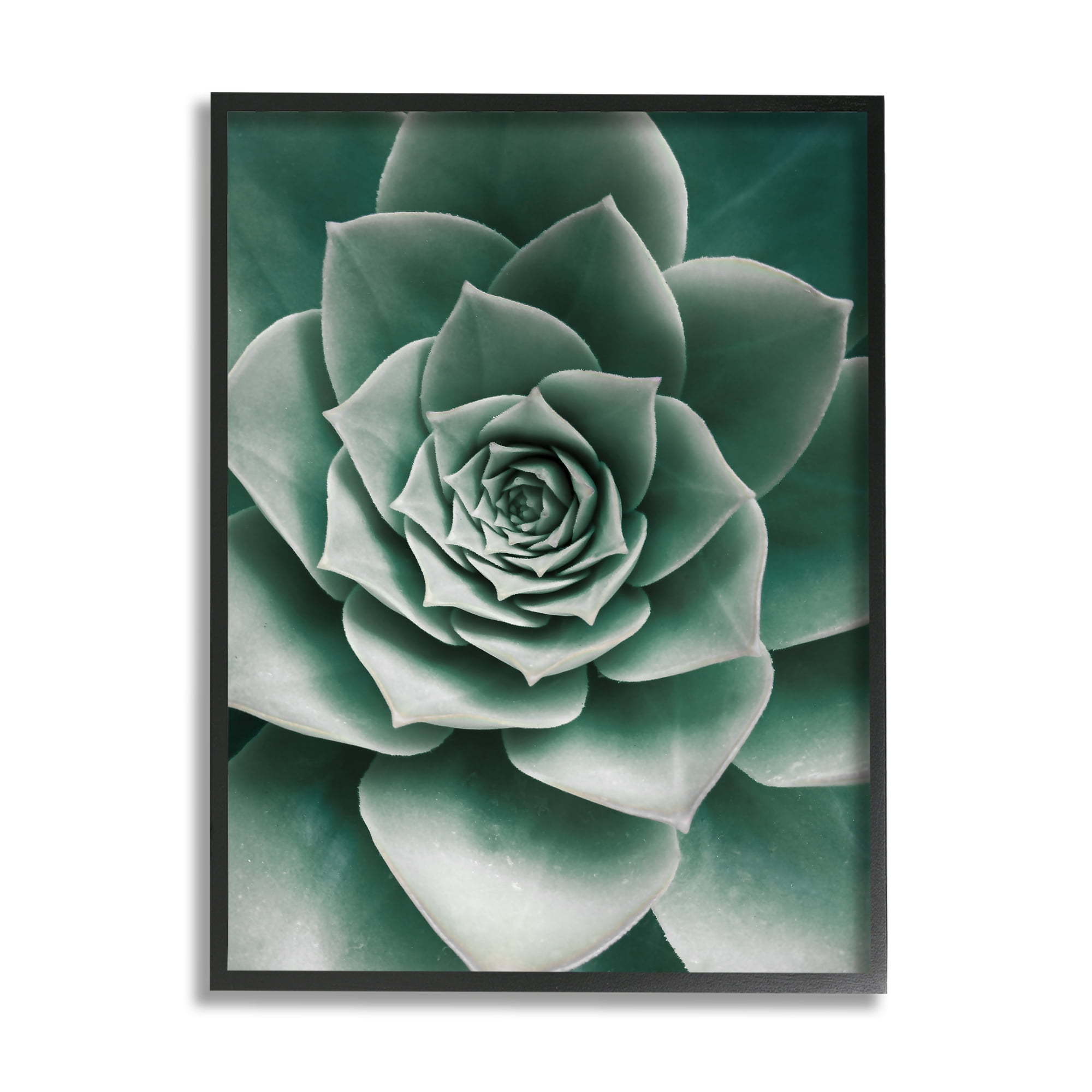 Stupell Industries Green Succulent Photography Botanical & Floral Photography Black Framed Art Print Wall Art, 24 x 30