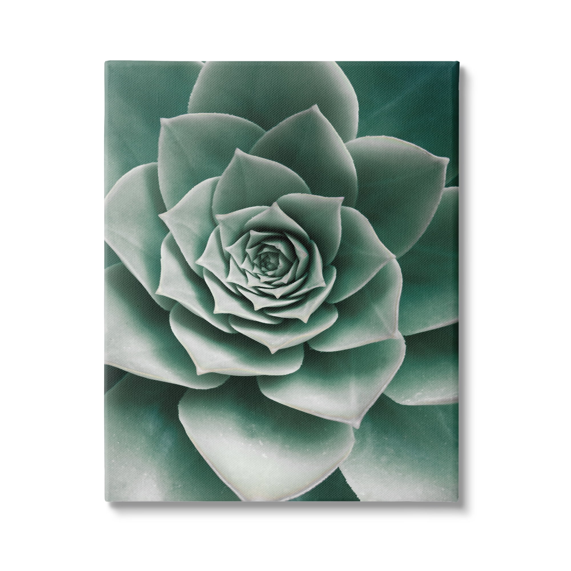 Stupell Industries Green Succulent Photography Botanical & Floral Photography Gallery Wrapped Canvas Print Wall Art, 30 x 40
