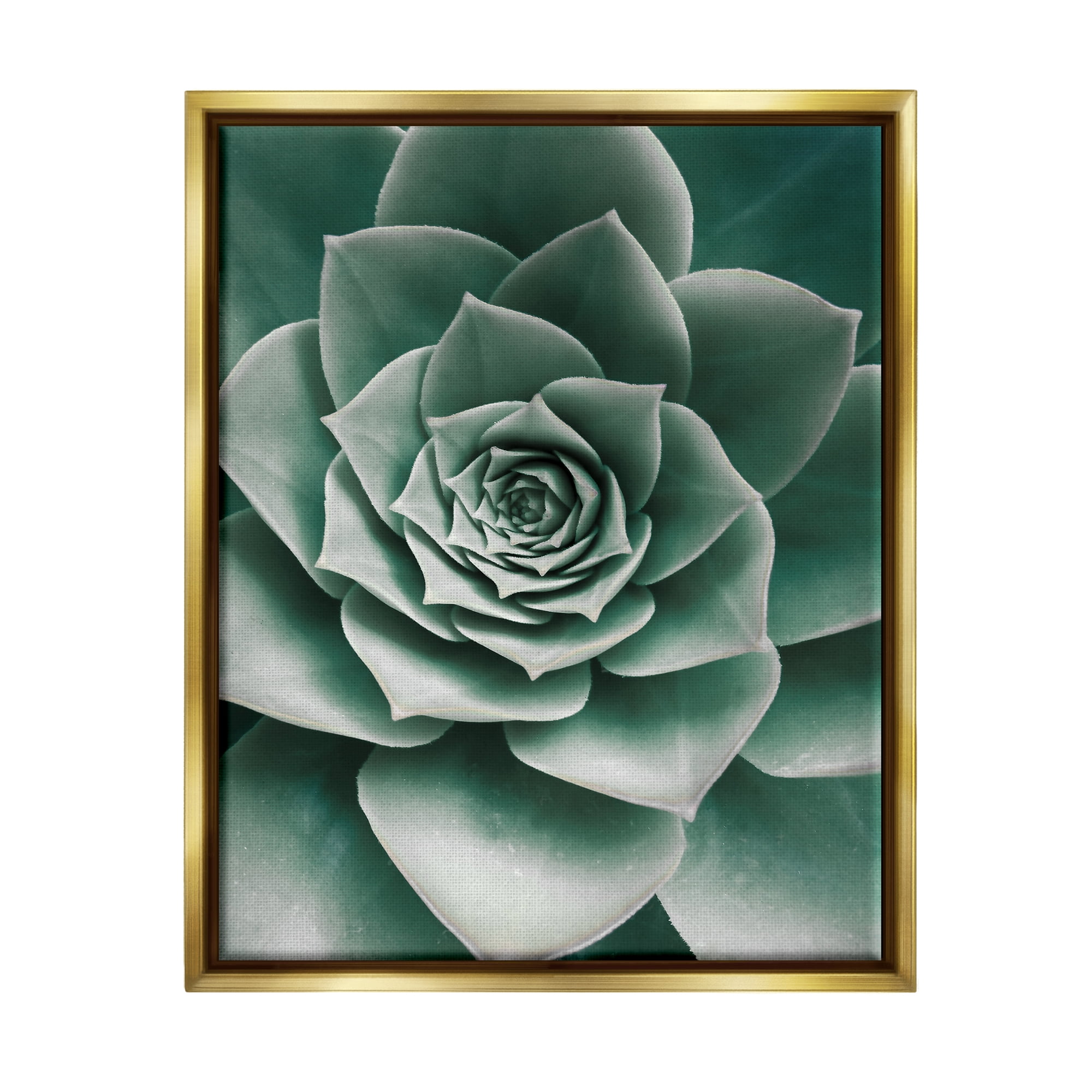 Stupell Industries Green Succulent Photography Botanical & Floral Photography Gold Floater Framed Art Print Wall Art, 25 x 31