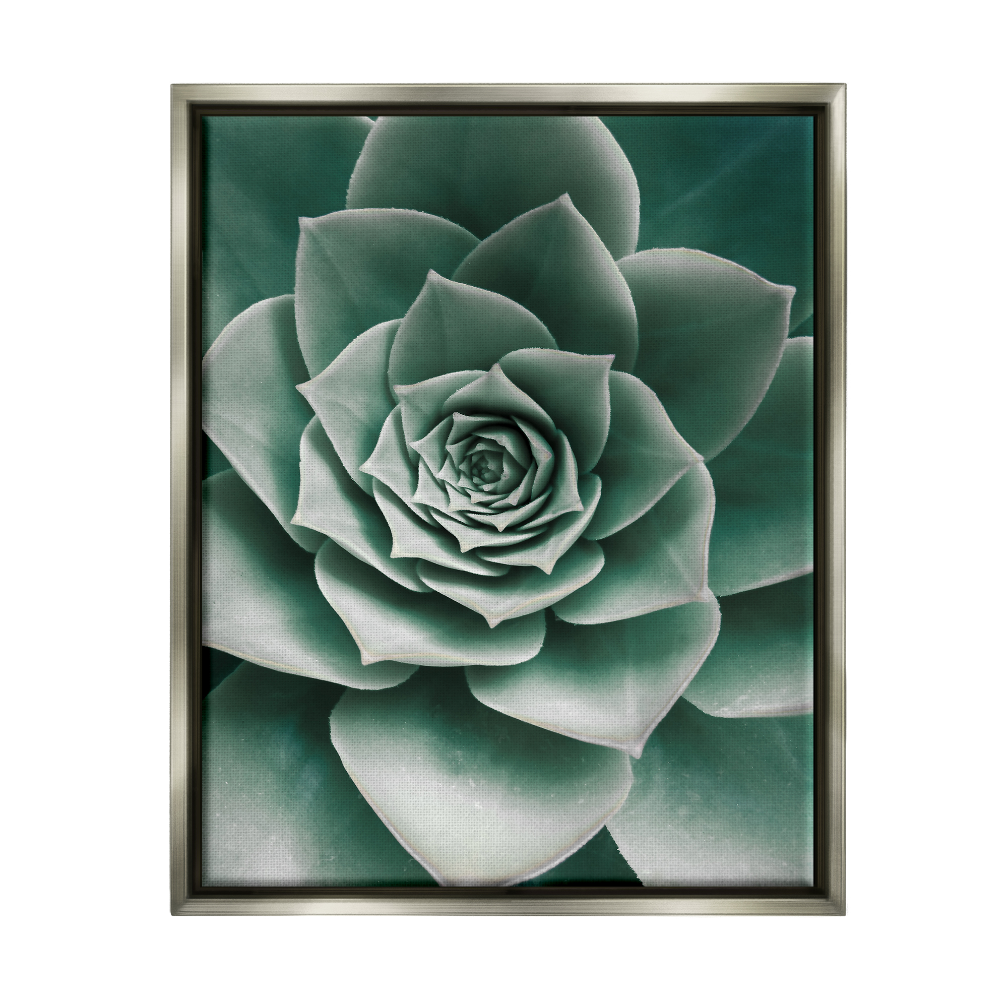 Stupell Industries Green Succulent Photography Botanical & Floral Photography Gray Floater Framed Art Print Wall Art, 17 x 21