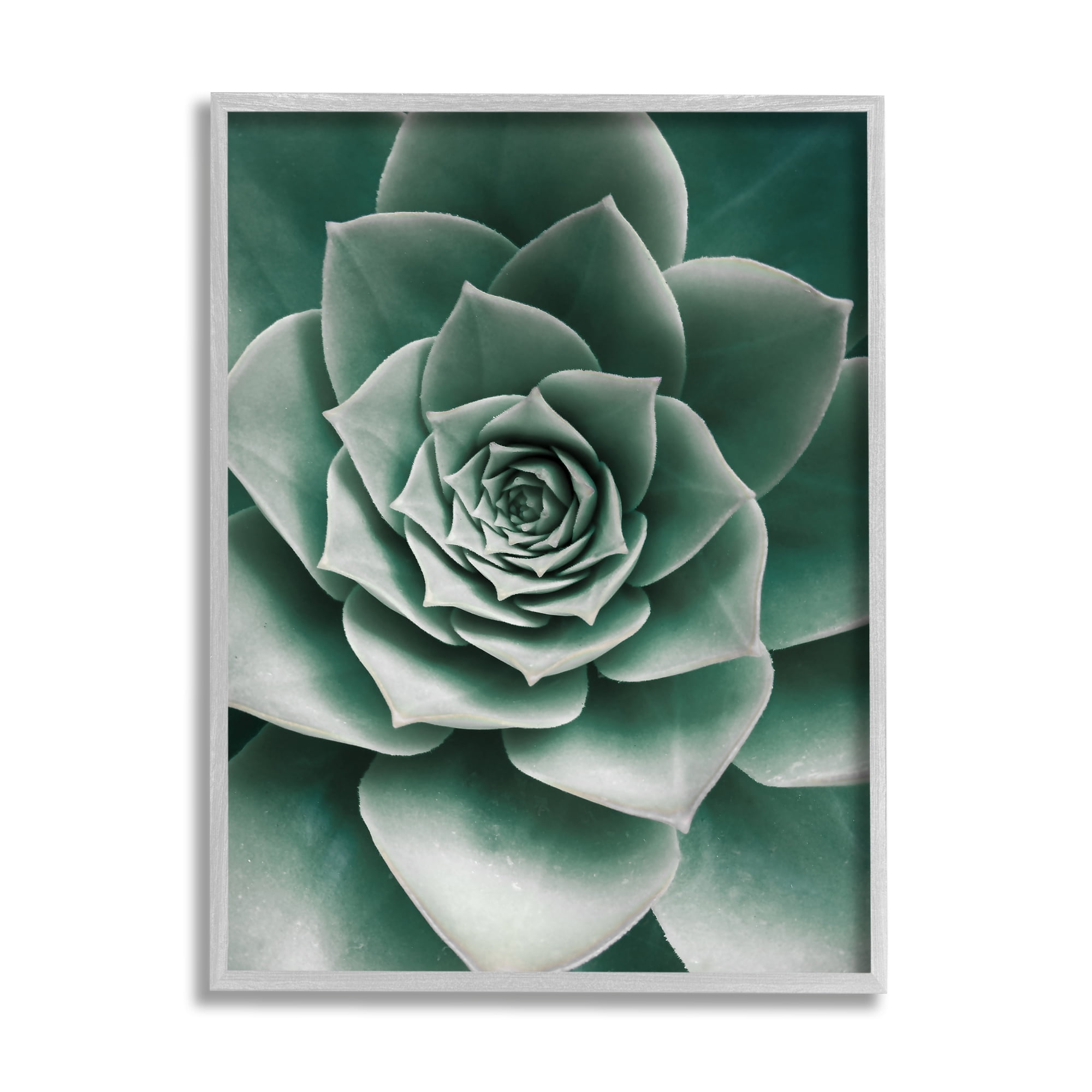 Stupell Industries Green Succulent Photography Botanical & Floral Photography Gray Framed Art Print Wall Art, 11 x 14