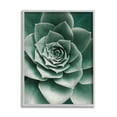 thumbnail image 1 of Stupell Industries Green Succulent Photography Botanical & Floral Photography Gray Framed Art Print Wall Art, 16 x 20, 1 of 8
