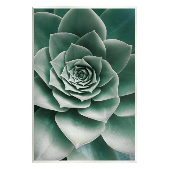 Stupell Industries Green Succulent Photography Botanical & Floral Photography Unframed Art Print Wall Art, 10 x 15