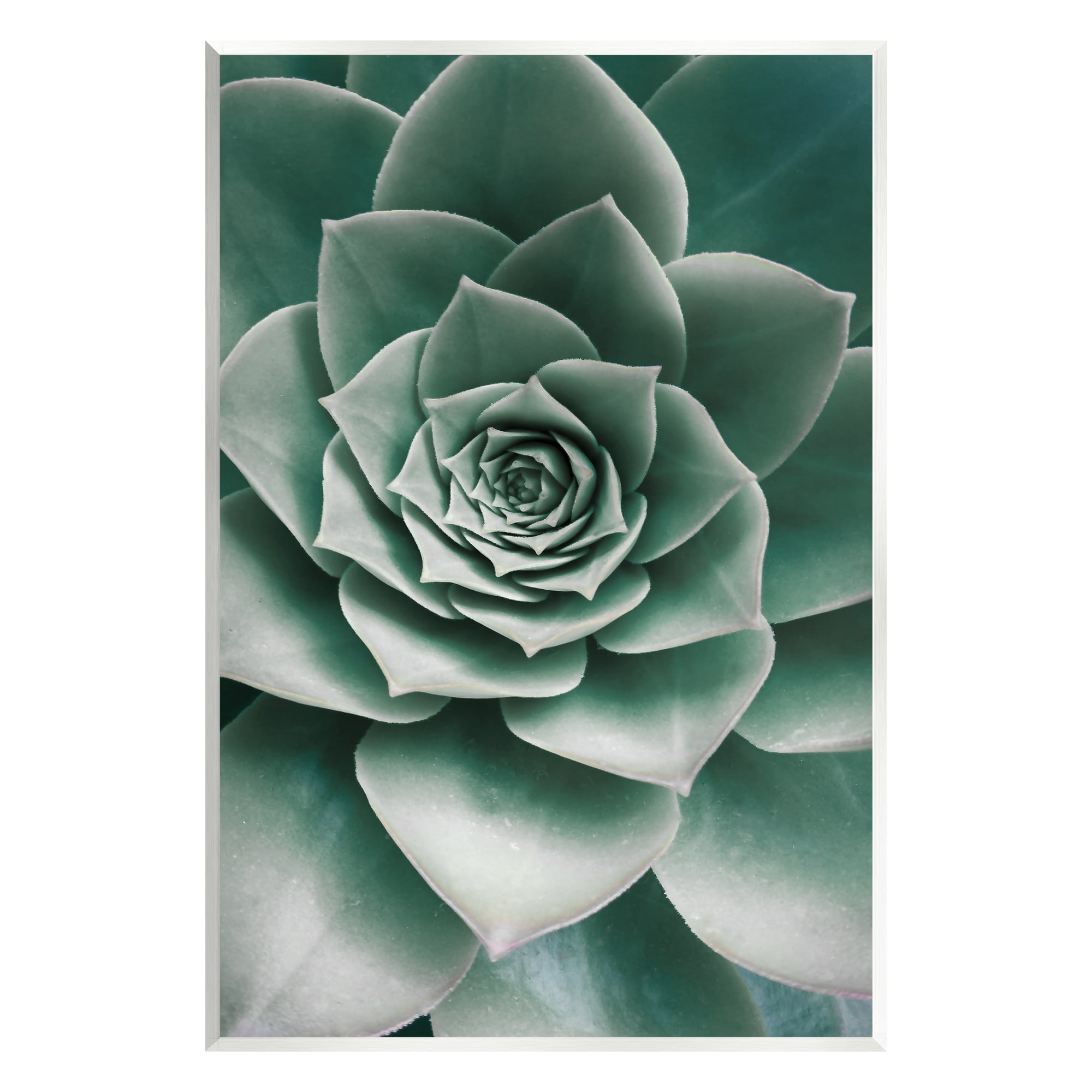Stupell Industries Green Succulent Photography Botanical & Floral Photography Unframed Art Print Wall Art, 13 x 19